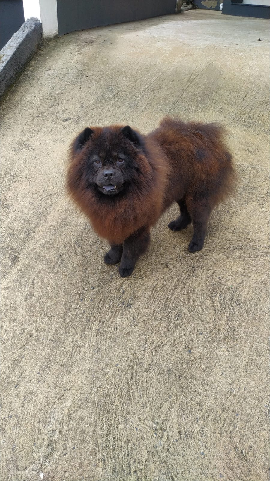 Portal Adocão Doa-se Chow Chow Juiz de Fora