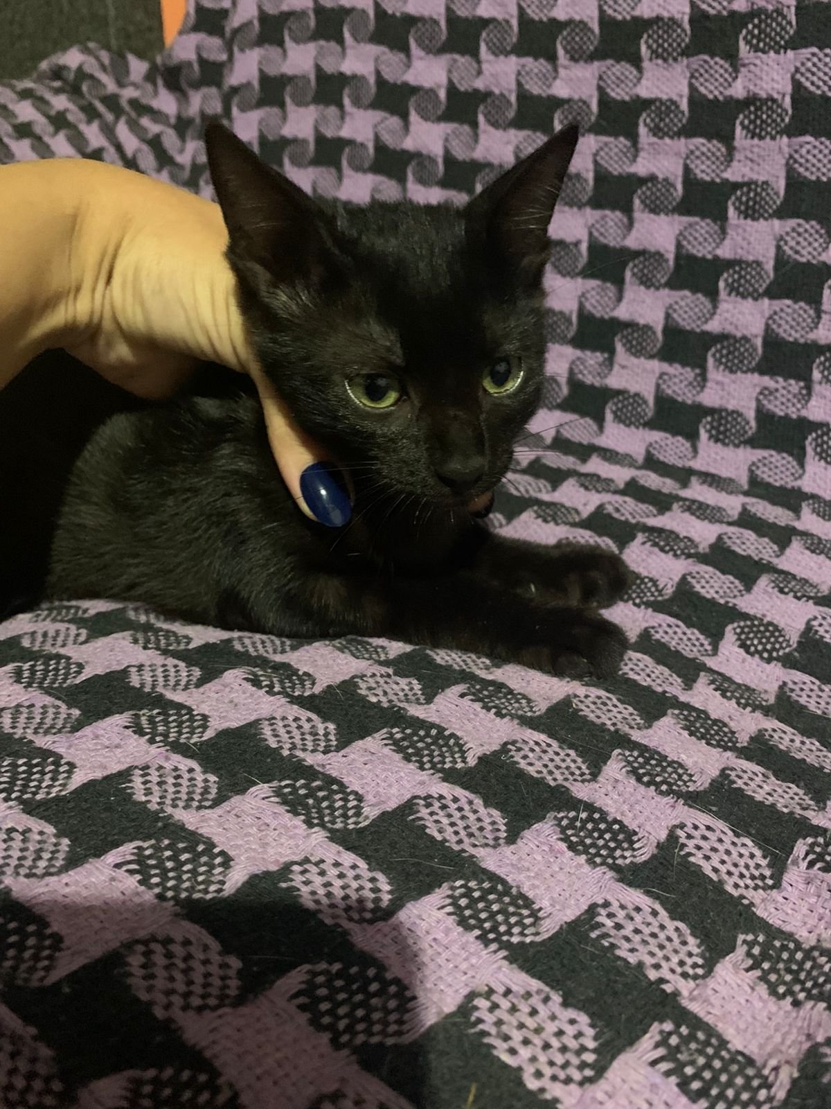 Portal Adocão Gatinha preta para adoção  SALVADOR