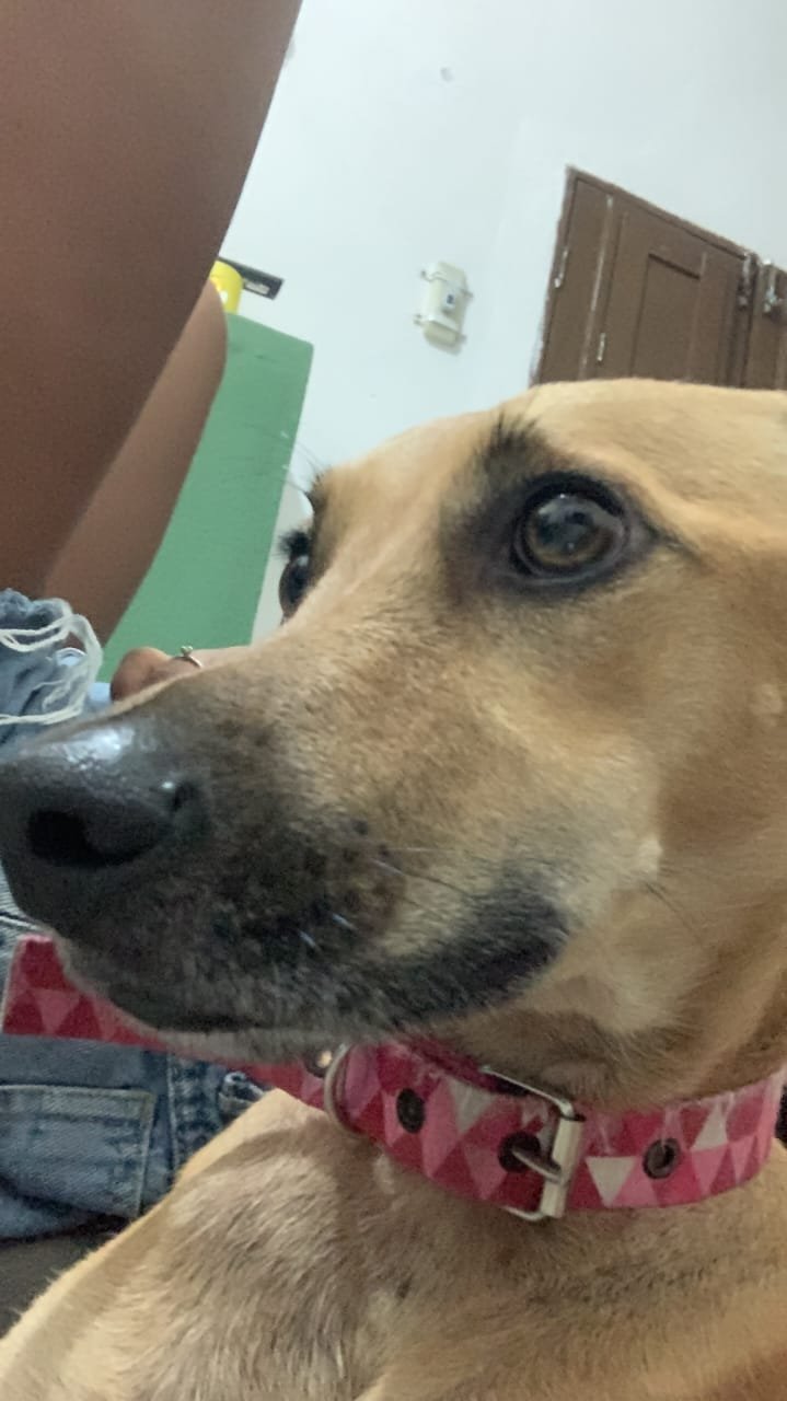 Portal Adocão Cachorrinha castrada para adoção responsável  Recife
