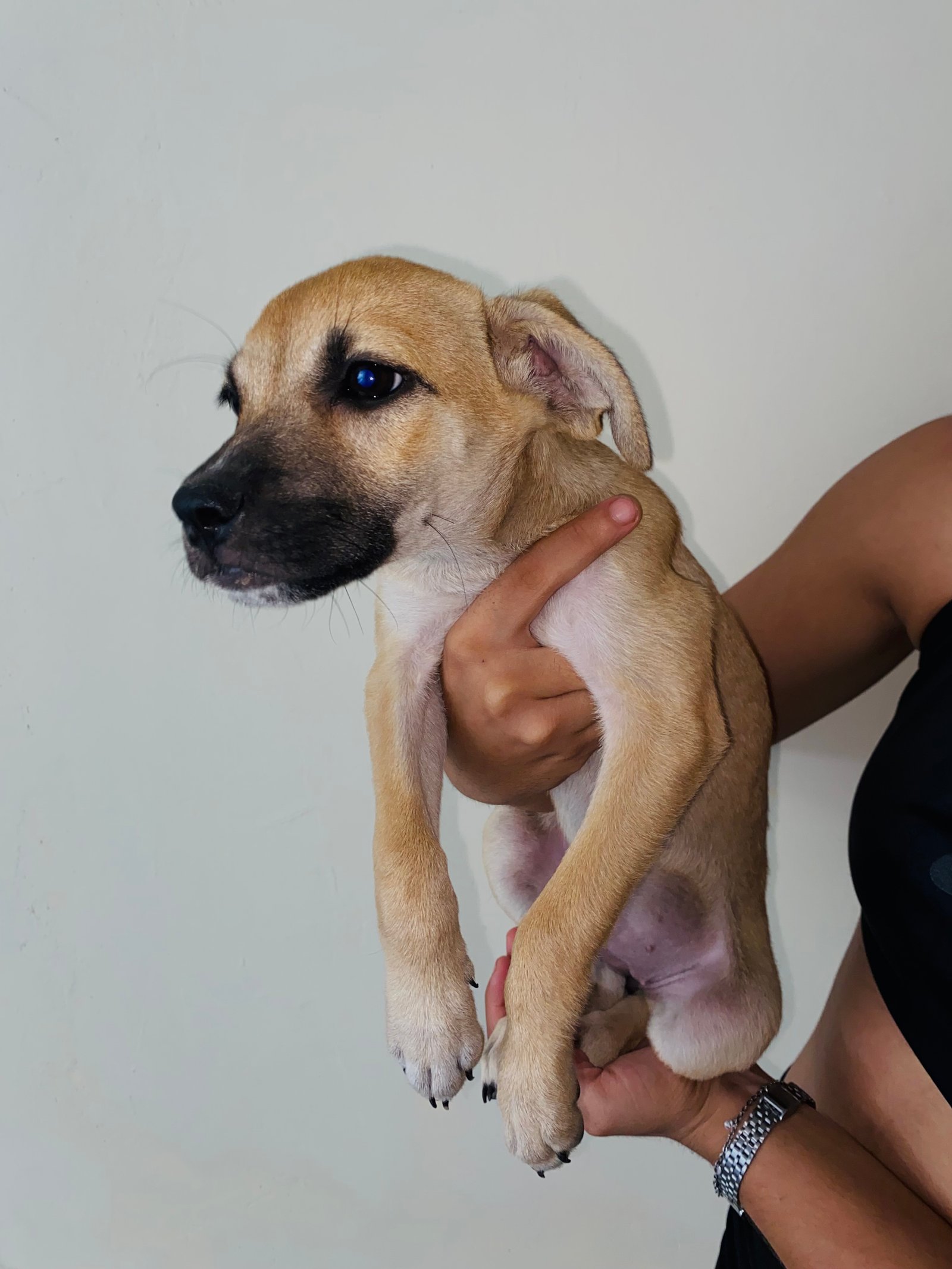 Portal Adocão Adoção de filhote de cachorro  Fortaleza