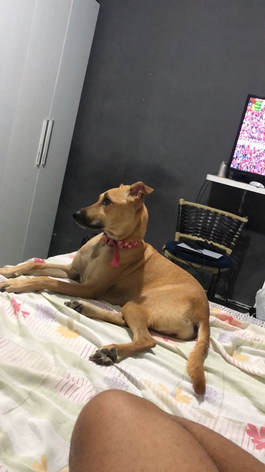 Portal Adocão Cachorrinha castrada para adoção responsável  Recife