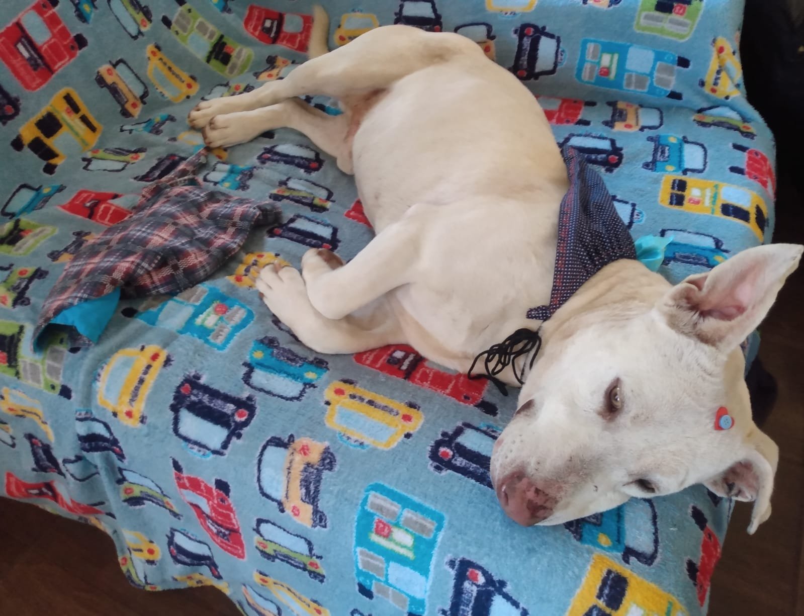 Portal Adocão Cãozinho Adulto pra Adoção  São José dos Pinhais 