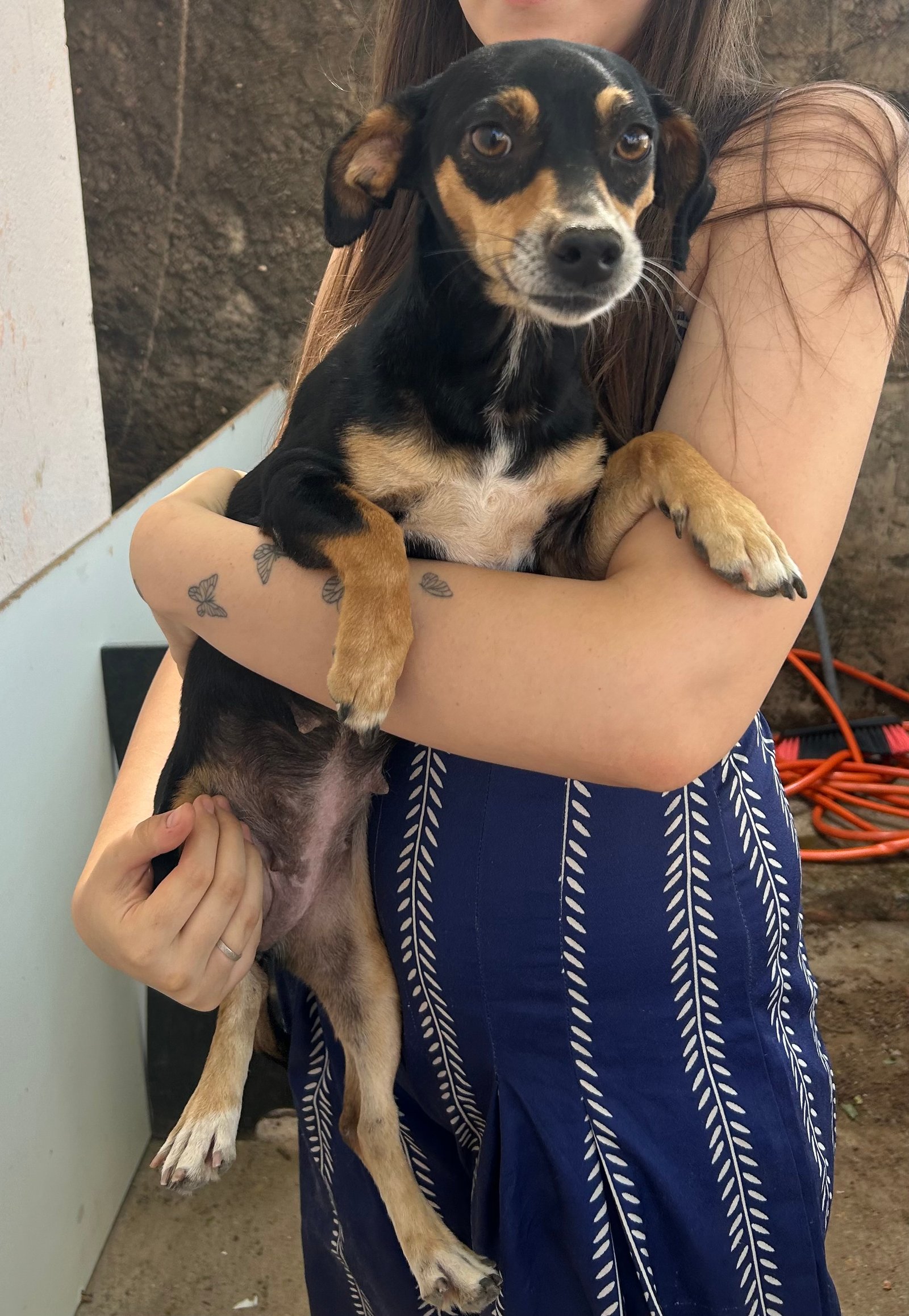 Portal Adocão Adoção cachorrinha fêmea  Goiânia 