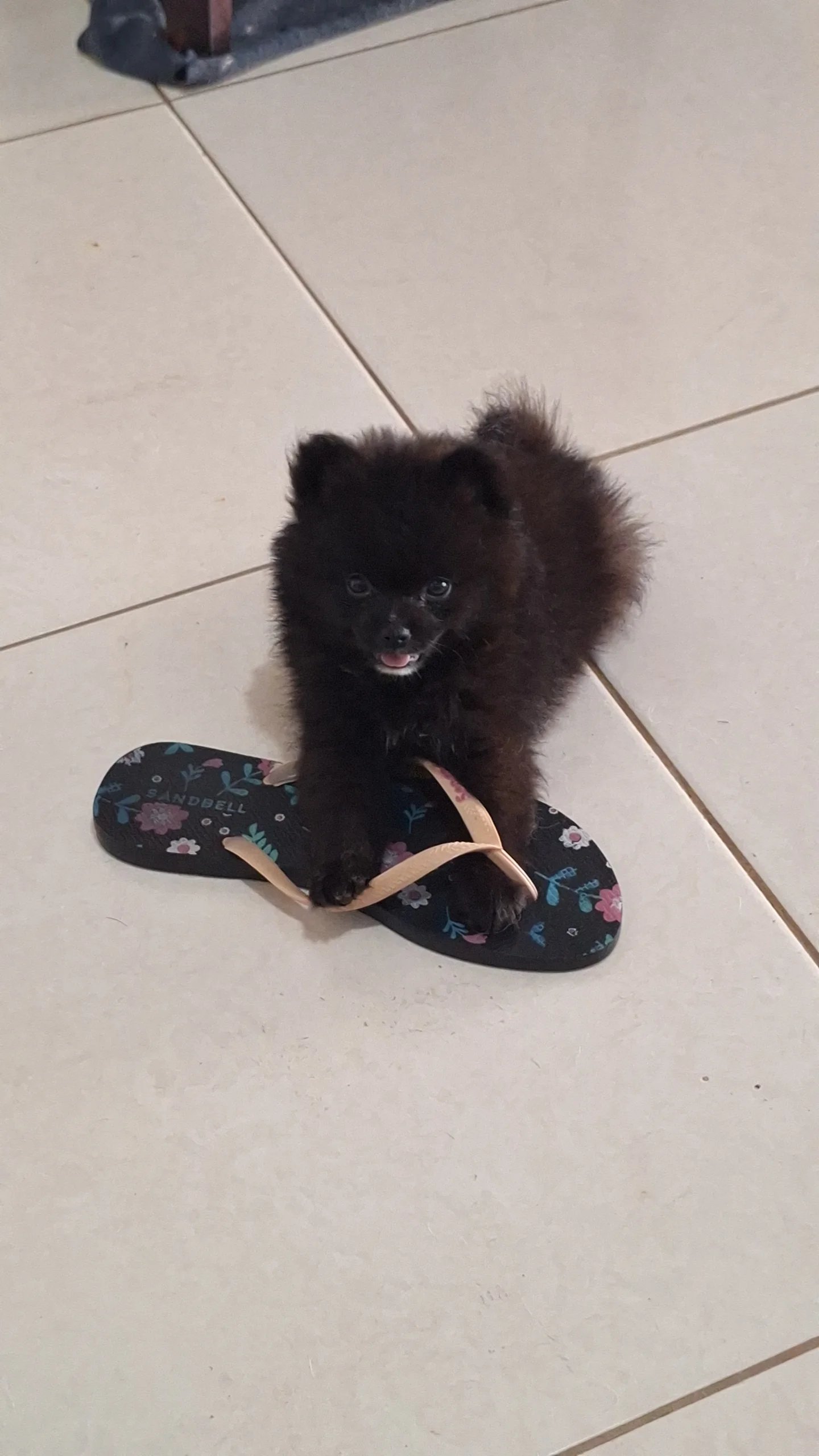 Portal Adocão Vendo Spitz alemão  Goiânia