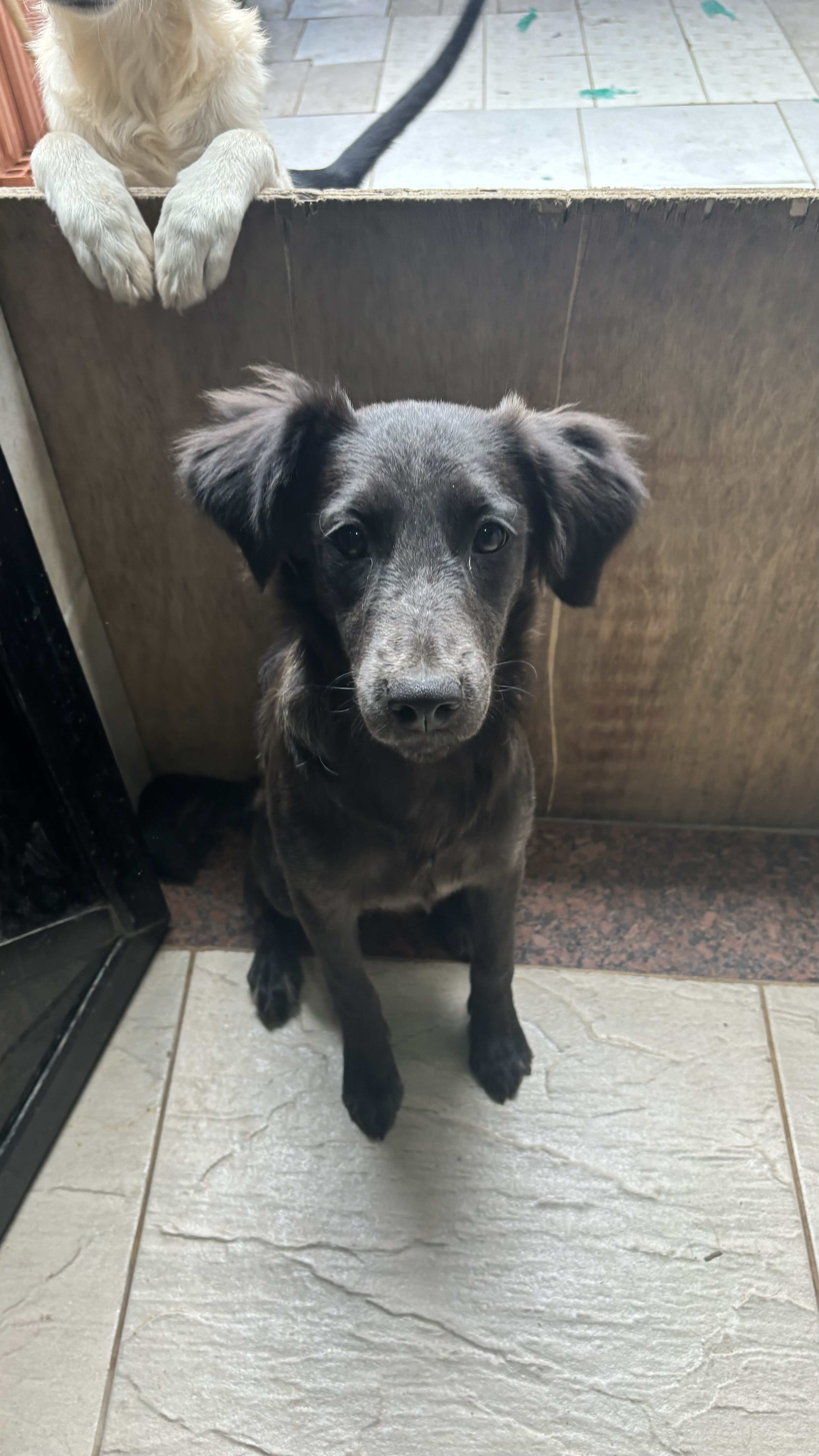 Portal Adocão Adoção  Rio de Janeiro 