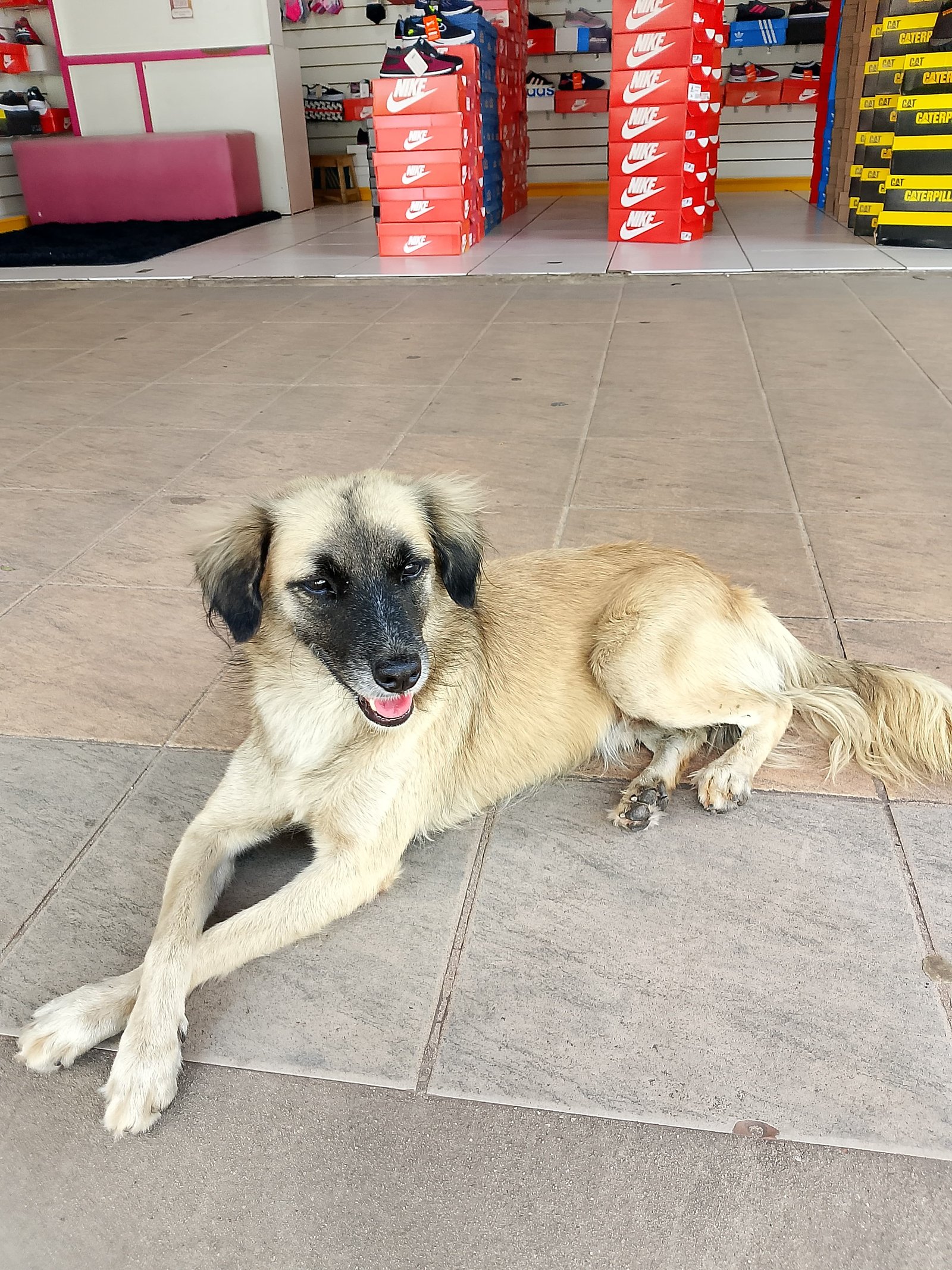 Portal Adocão Cãozinho para adoção  São Luís 