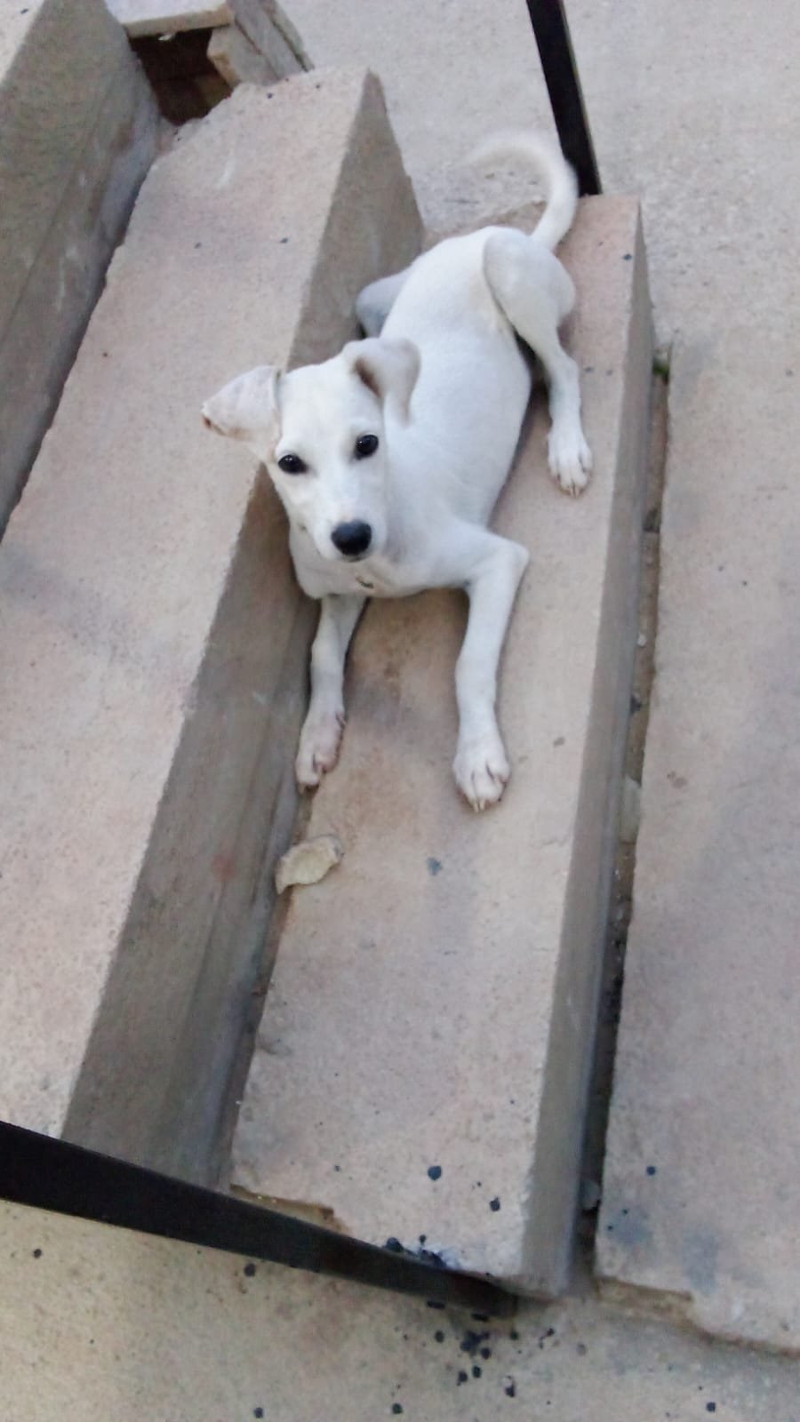 Portal Adocão Filhotes de cachorros pra adoção  Manaus