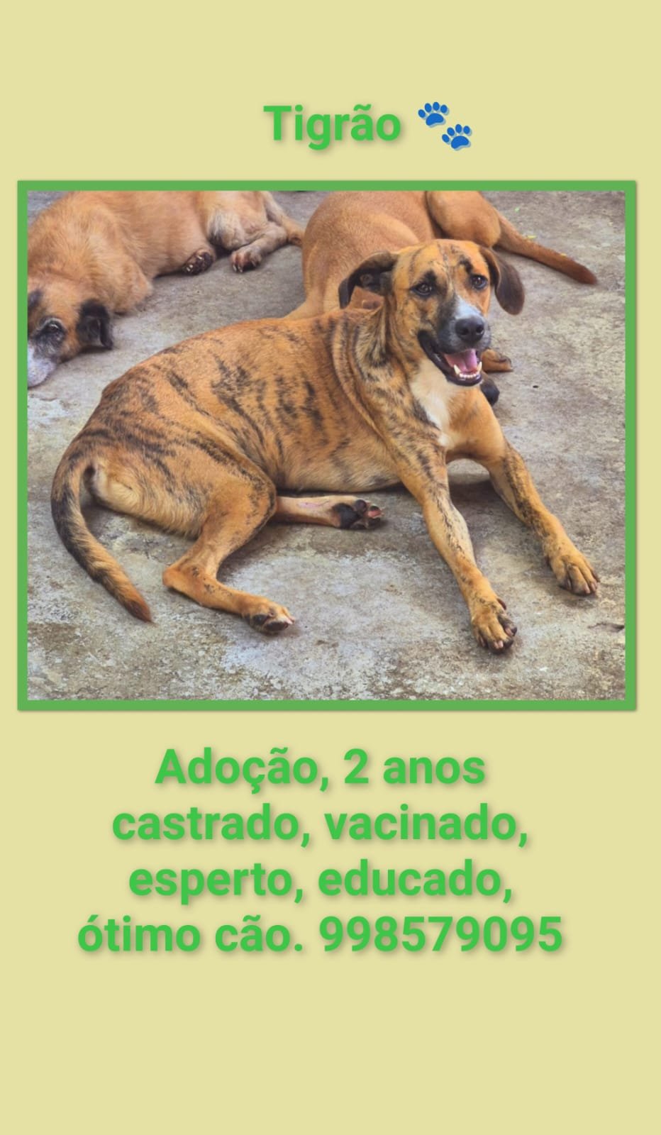 Portal Adocão ADOÇÃO RESPONSÁVEL  RECIFE
