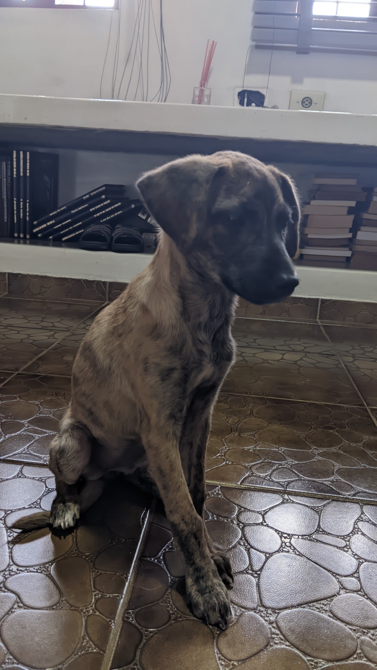 Portal Adocão Filhote fêmea cachorro Maringá 