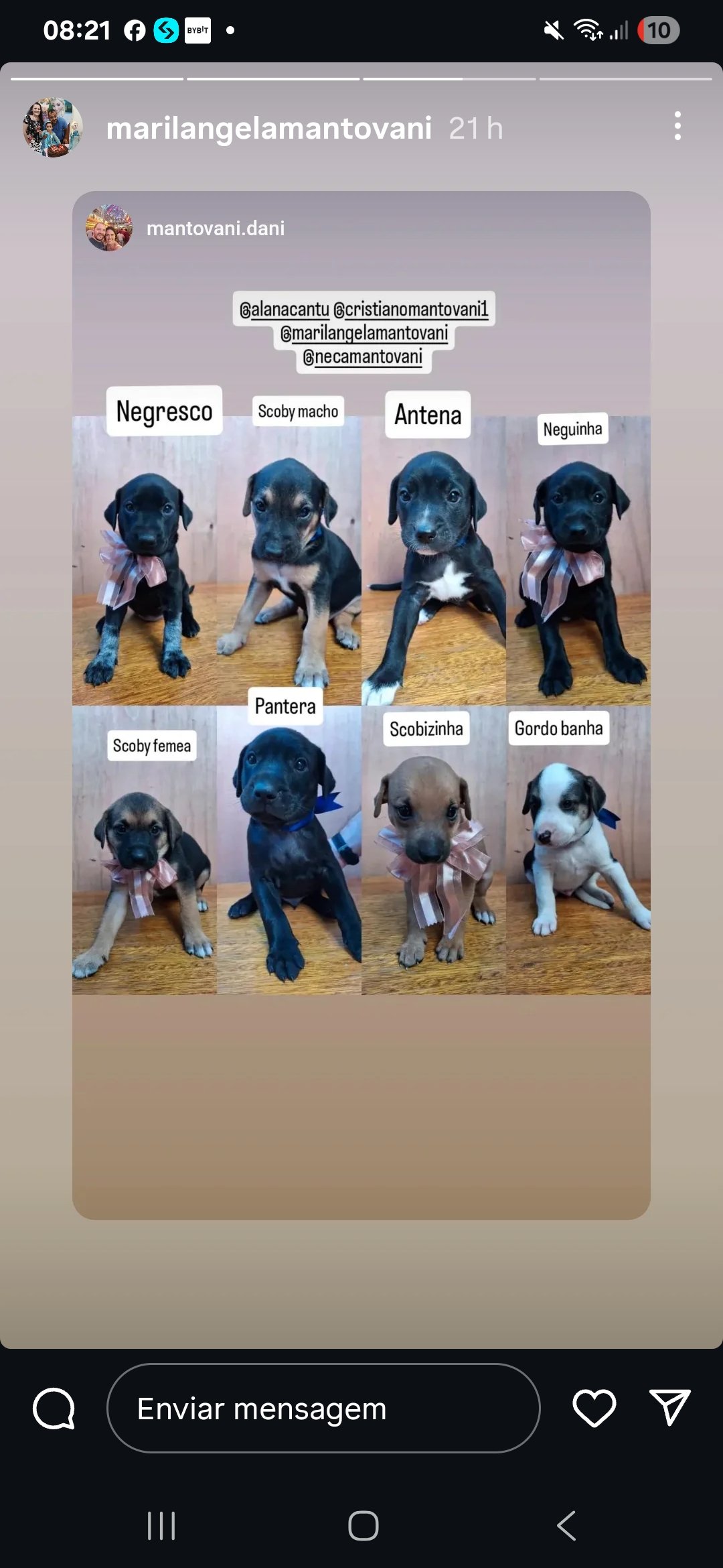 Portal Adocão Doam-se 8 filhotes de doguinhos Canoas