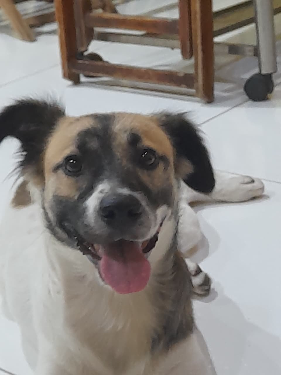 Portal Adocão Doação cachorro macho FORTALEZA