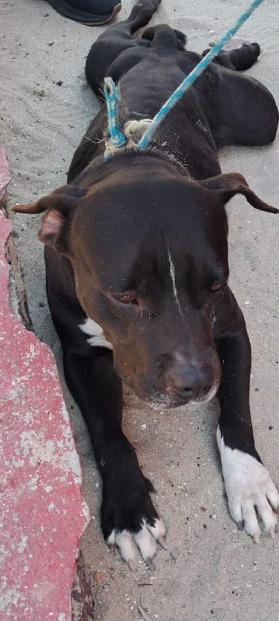Portal Adocão Cão Adoção  Rio de Janeiro