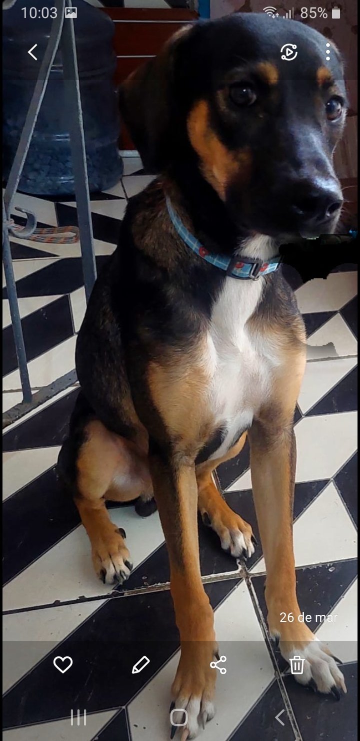 Portal Adocão Doação de cachorro macho🐕 Salvador 