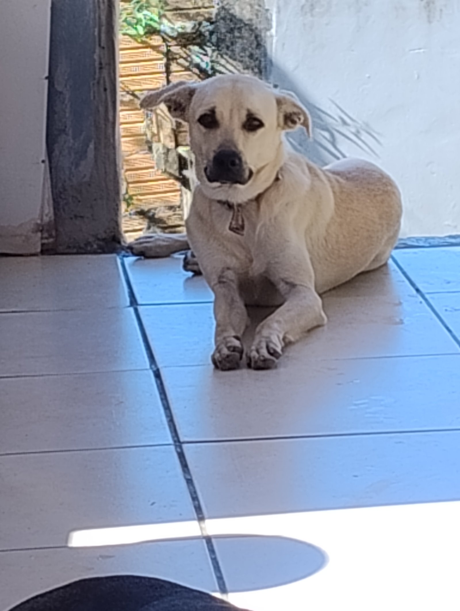 Portal Adocão Adoção responsável  Biguaçu