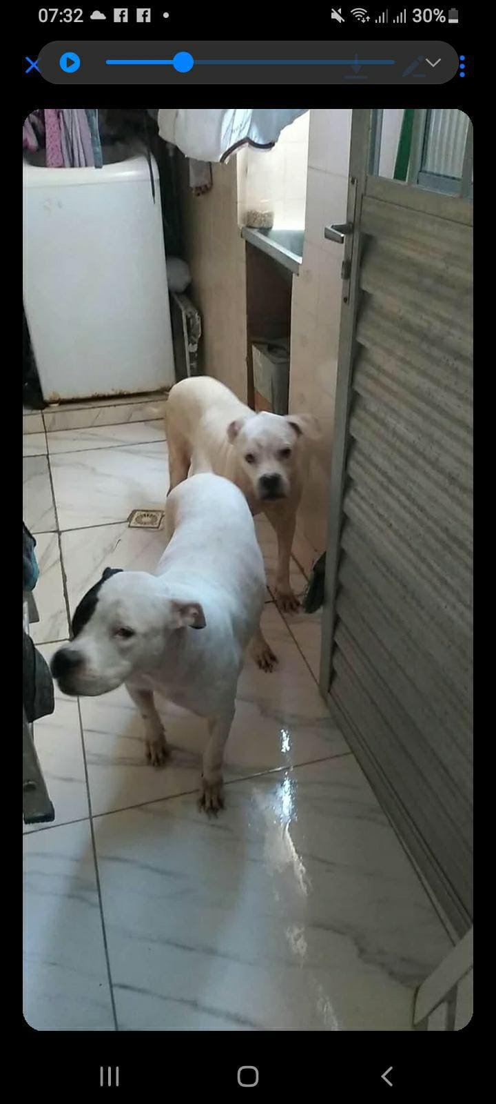 Portal Adocão Casal de Pitbull super doceis Recife