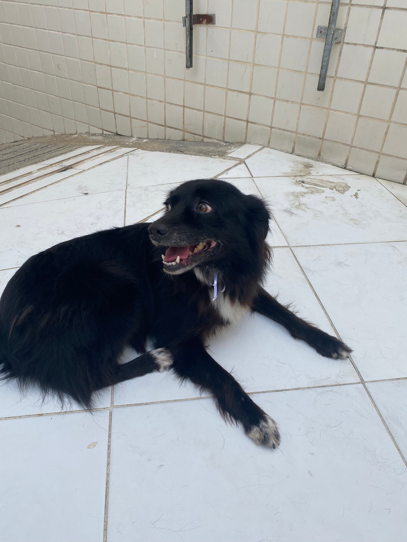 Portal Adocão Doação Cachorro  Rio de Janeiro 