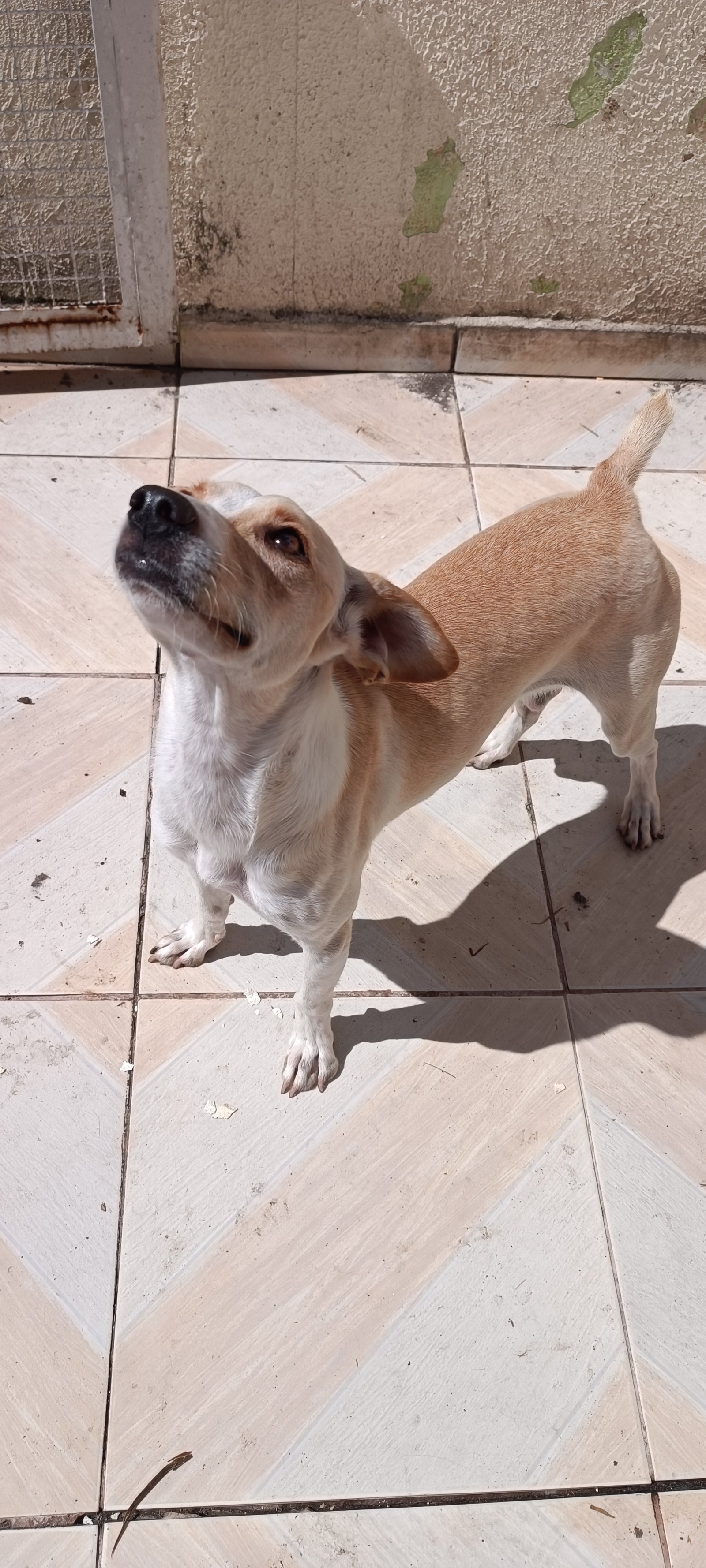 Portal Adocão Cachorra de porte pequeno Sorocaba