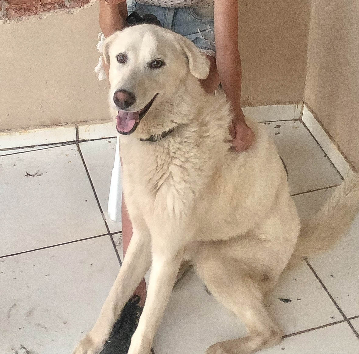 Portal Adocão PASTOR MAREMANO Londrina