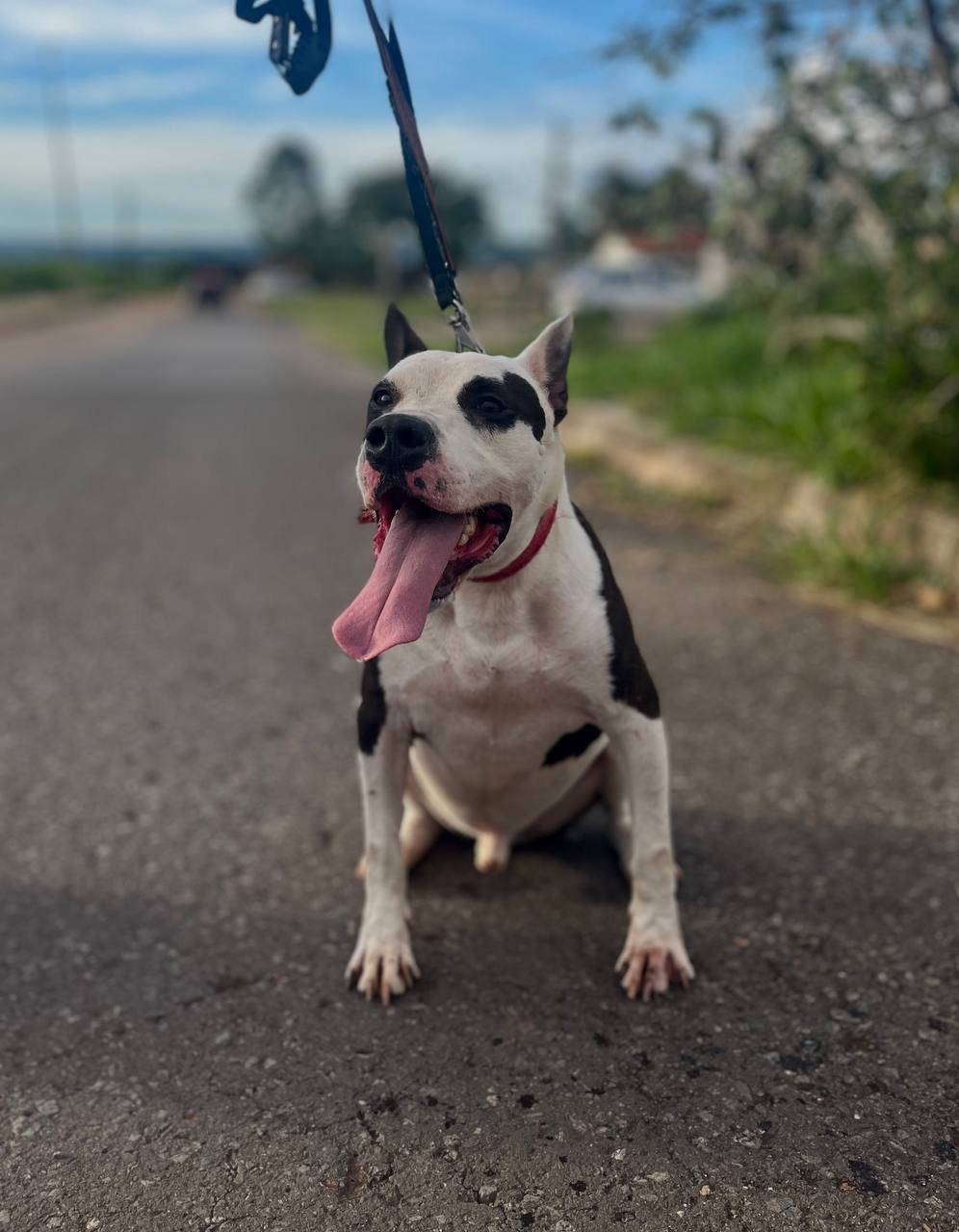 Portal Adocão Pitbull  Ceilândia 