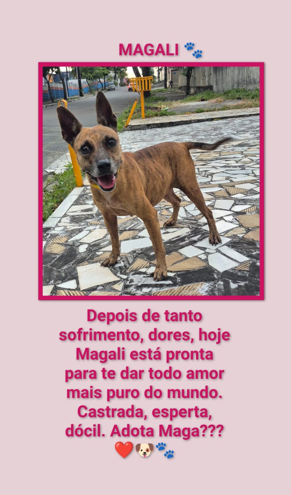 Portal Adocão ADOÇÃO RESPONSÁVEL  RECIFE