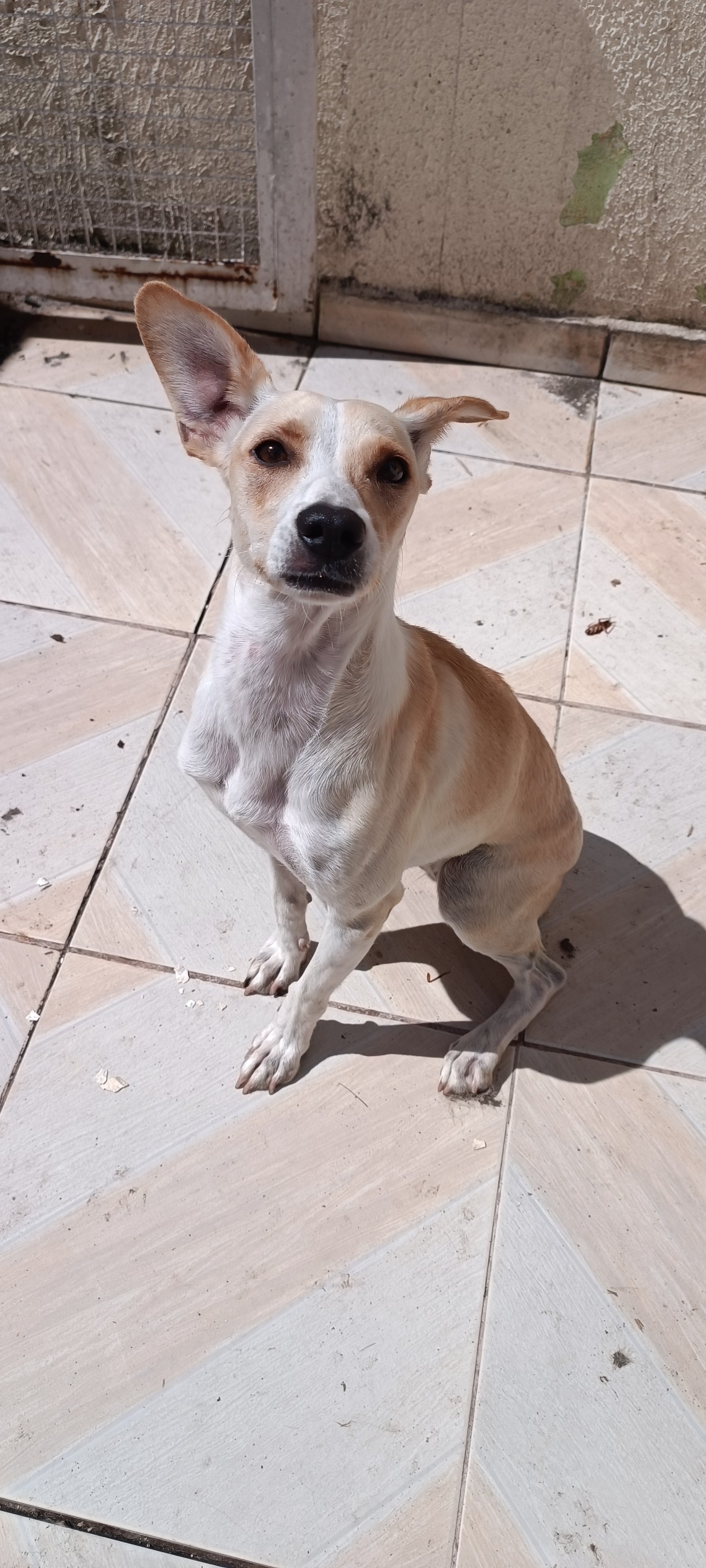 Portal Adocão Cachorra de porte pequeno Sorocaba