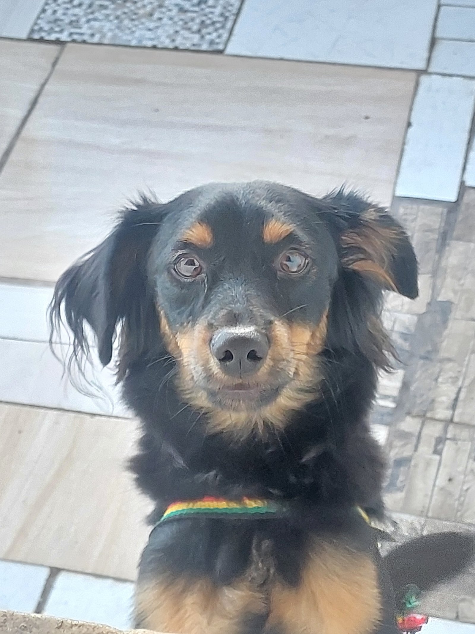 Portal Adocão Doação cachorro macho 7 meses Salvador