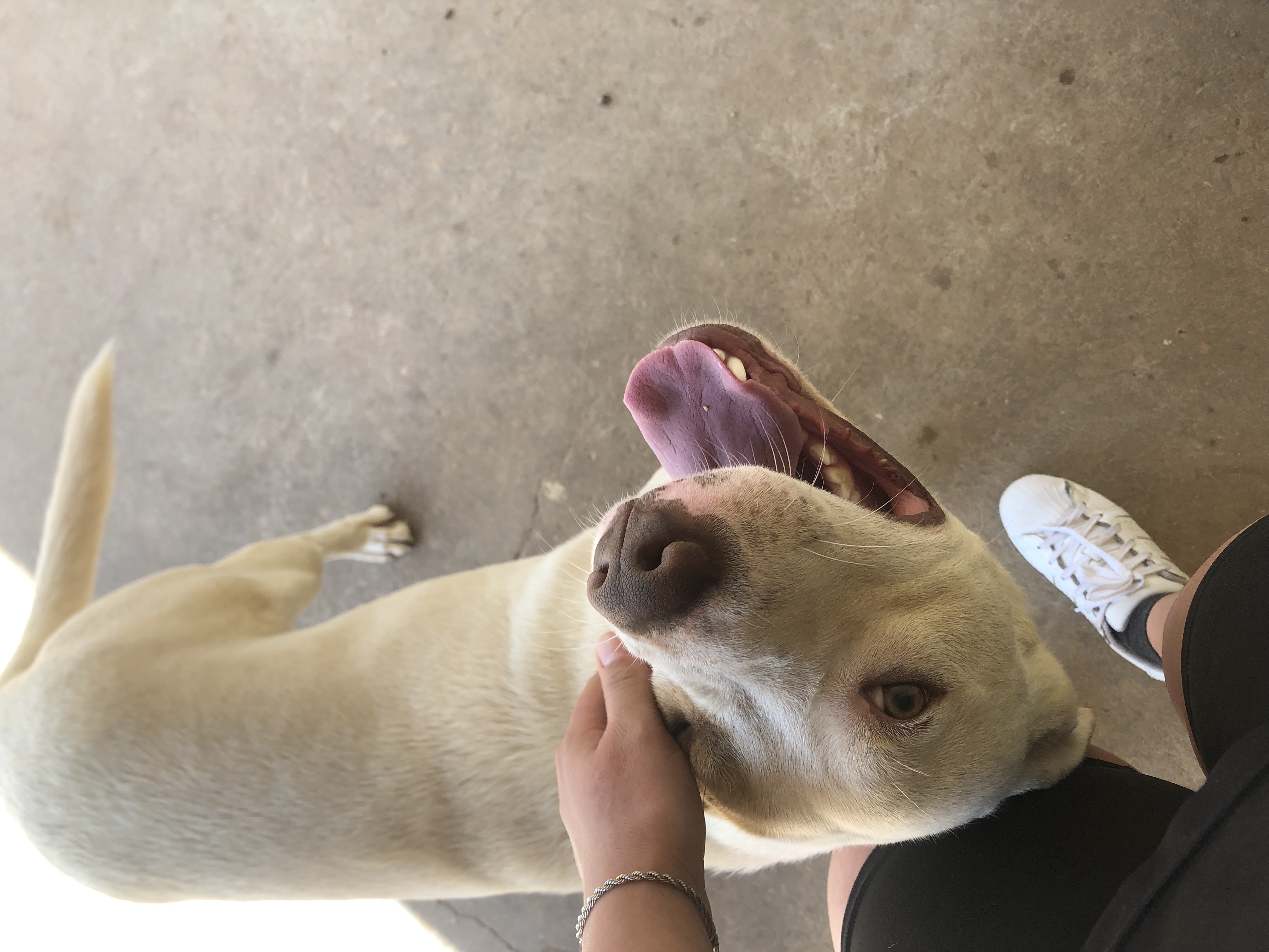 Portal Adocão Adoção responsável  Santa Cândida 