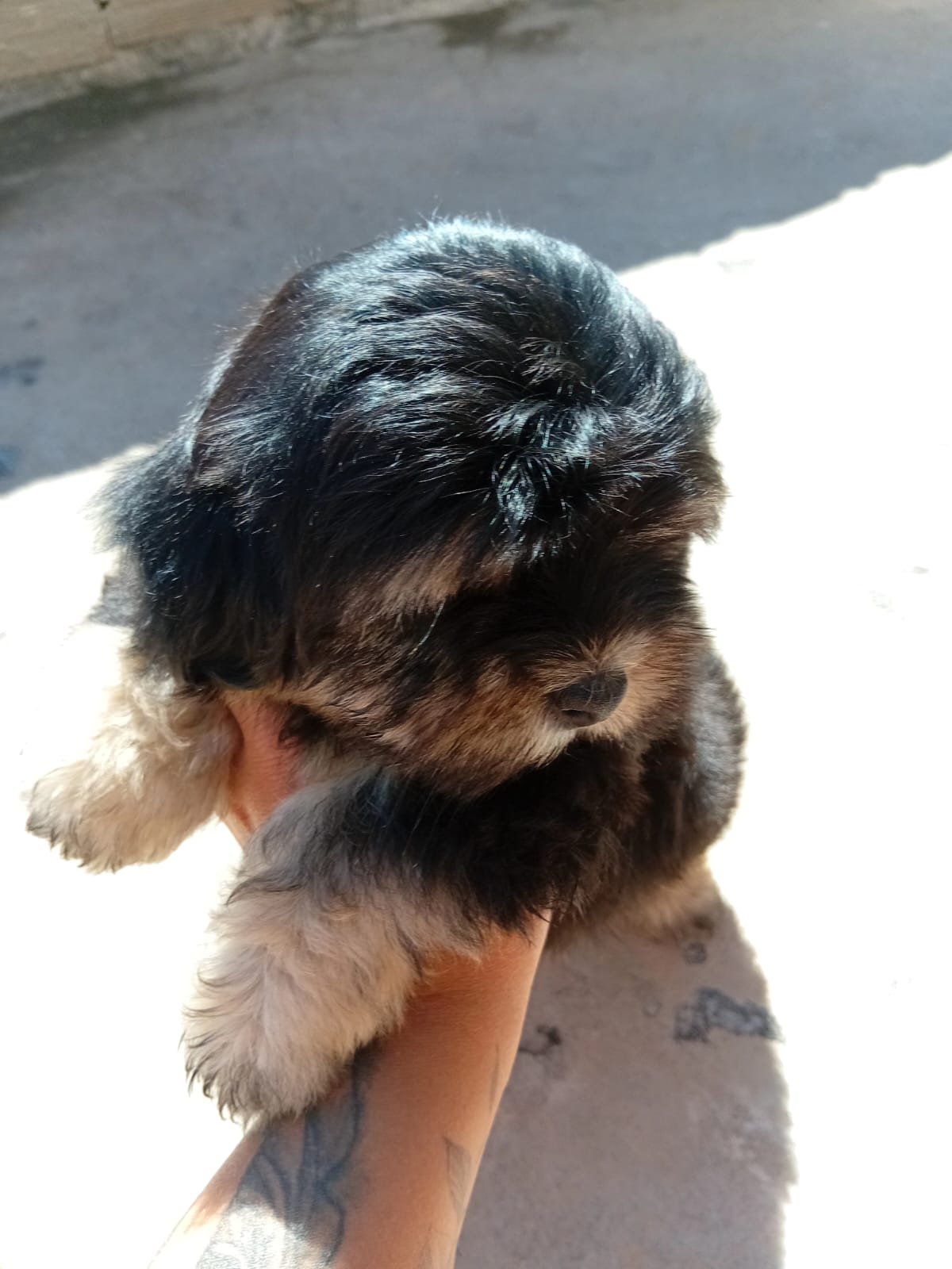 Portal Adocão Filhote de lhasa apso  Conselheiro Lafaiete 