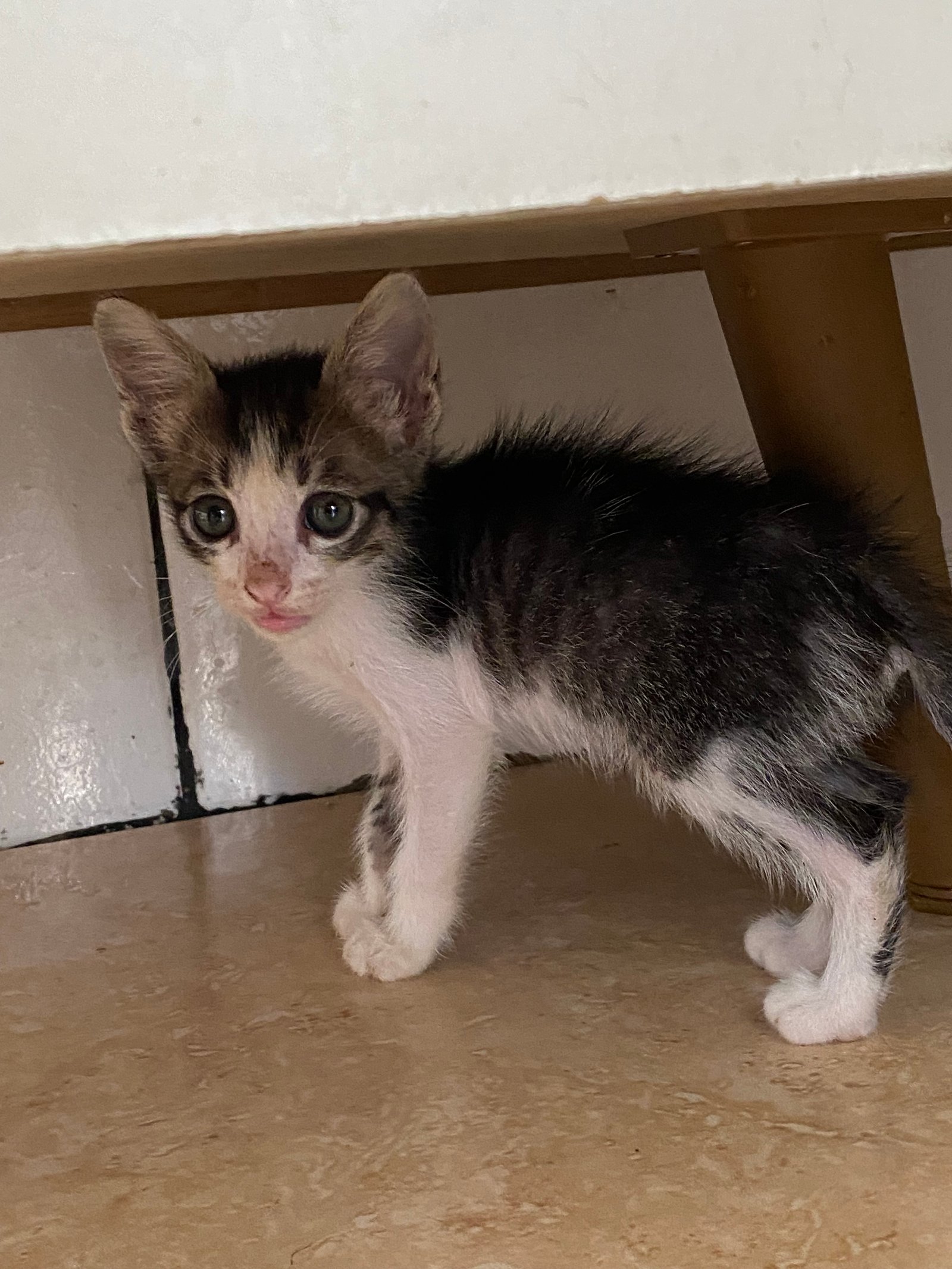Portal Adocão Doação de gatos  Rio de  janeiro
