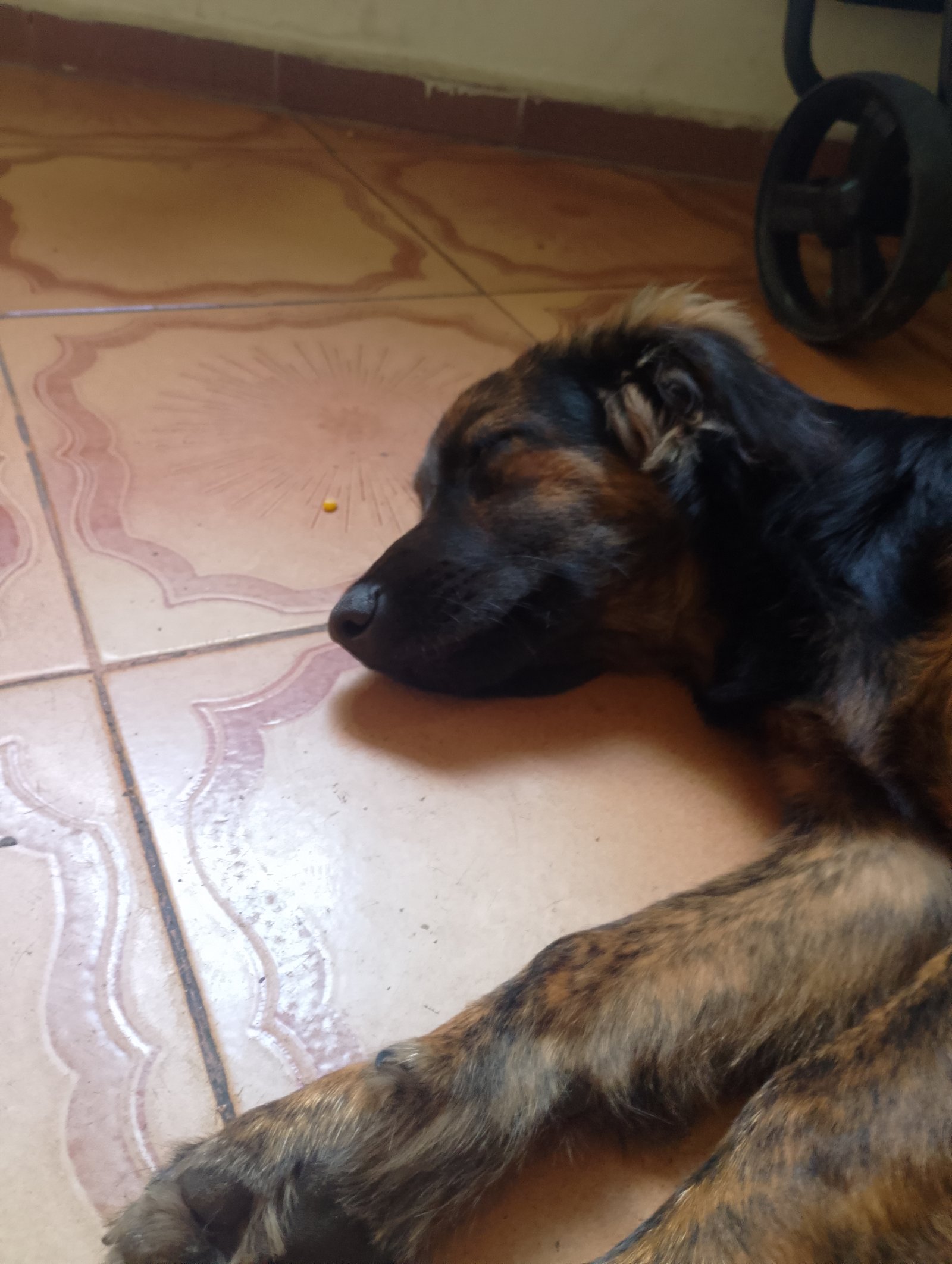 Portal Adocão Cachorro Macho Rio de Janeiro