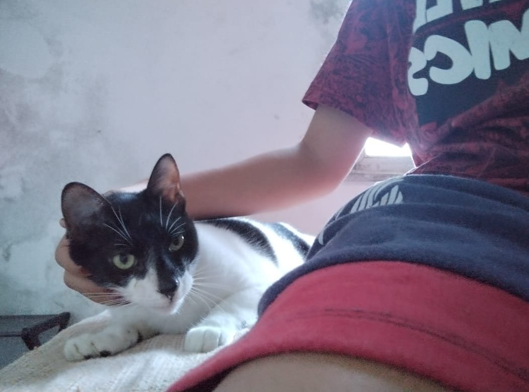 Portal Adocão Gato frajola para adoção  Salvador