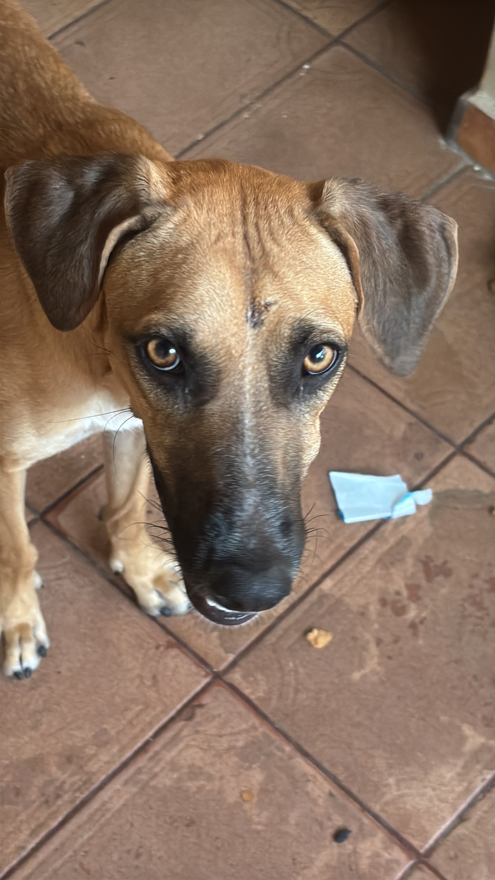 Portal Adocão Cachorrinha para adoção  Goiânia 