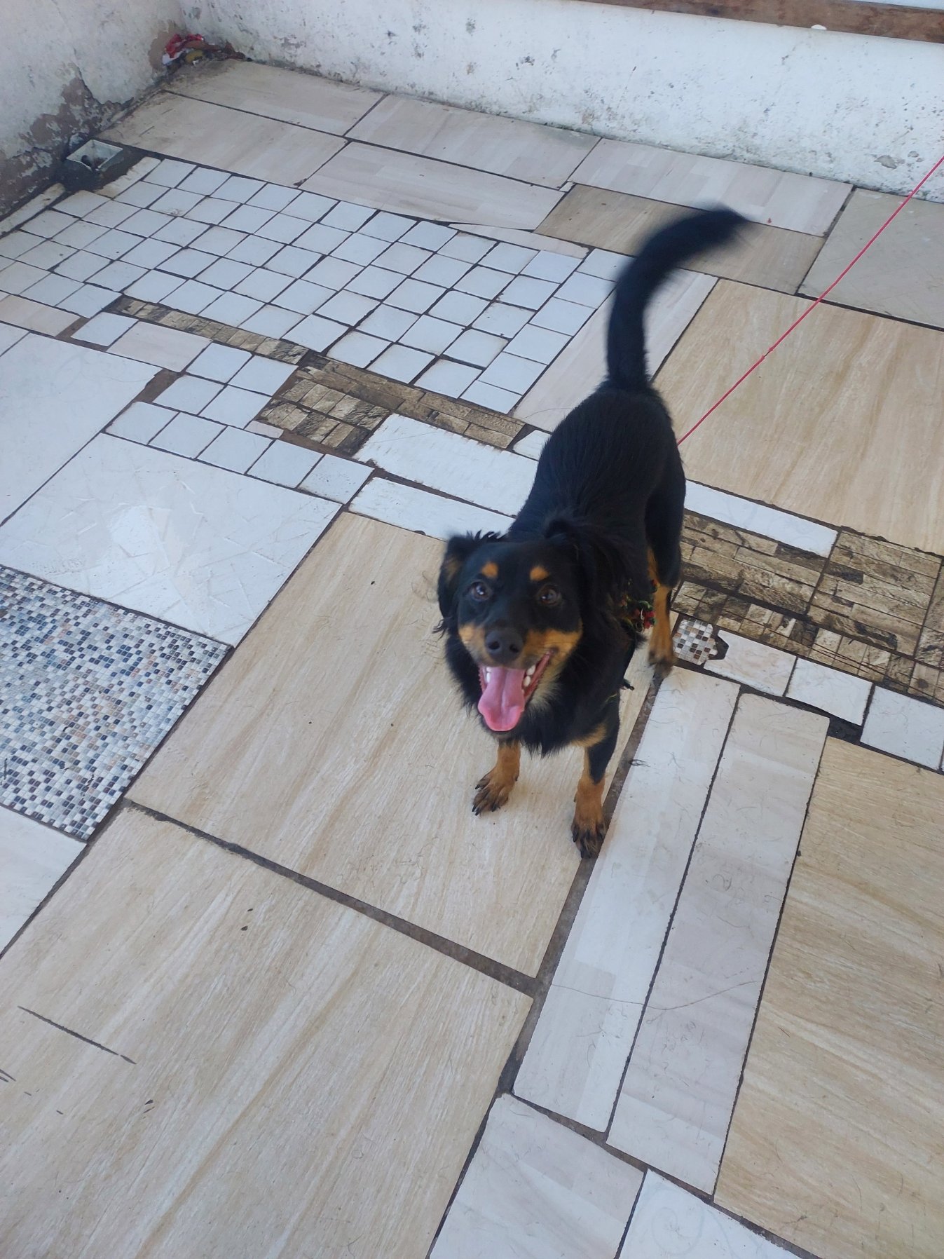 Portal Adocão Doação cachorro macho 7 meses Salvador