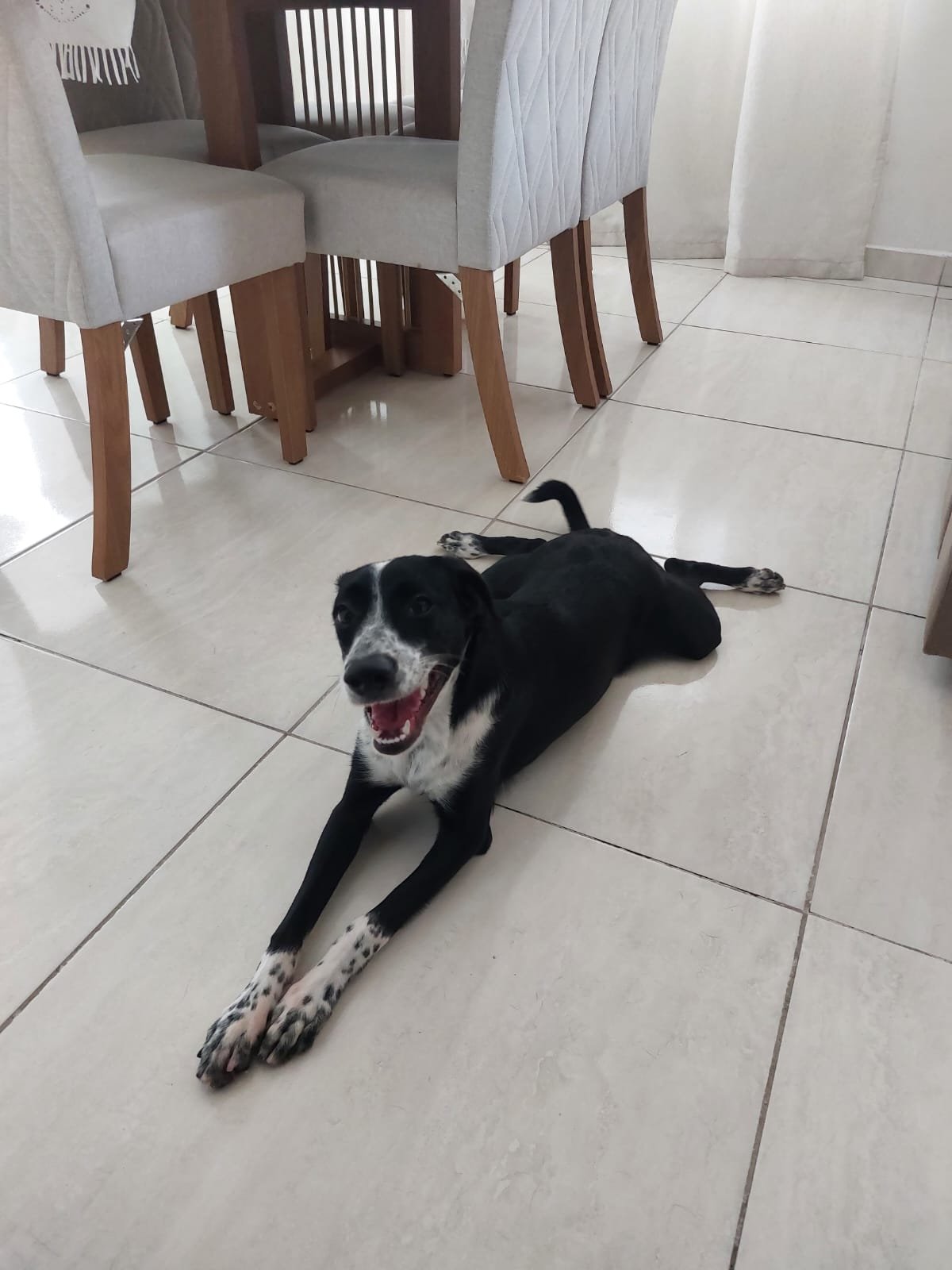 Portal Adocão Cachorrinha para adoção Recife