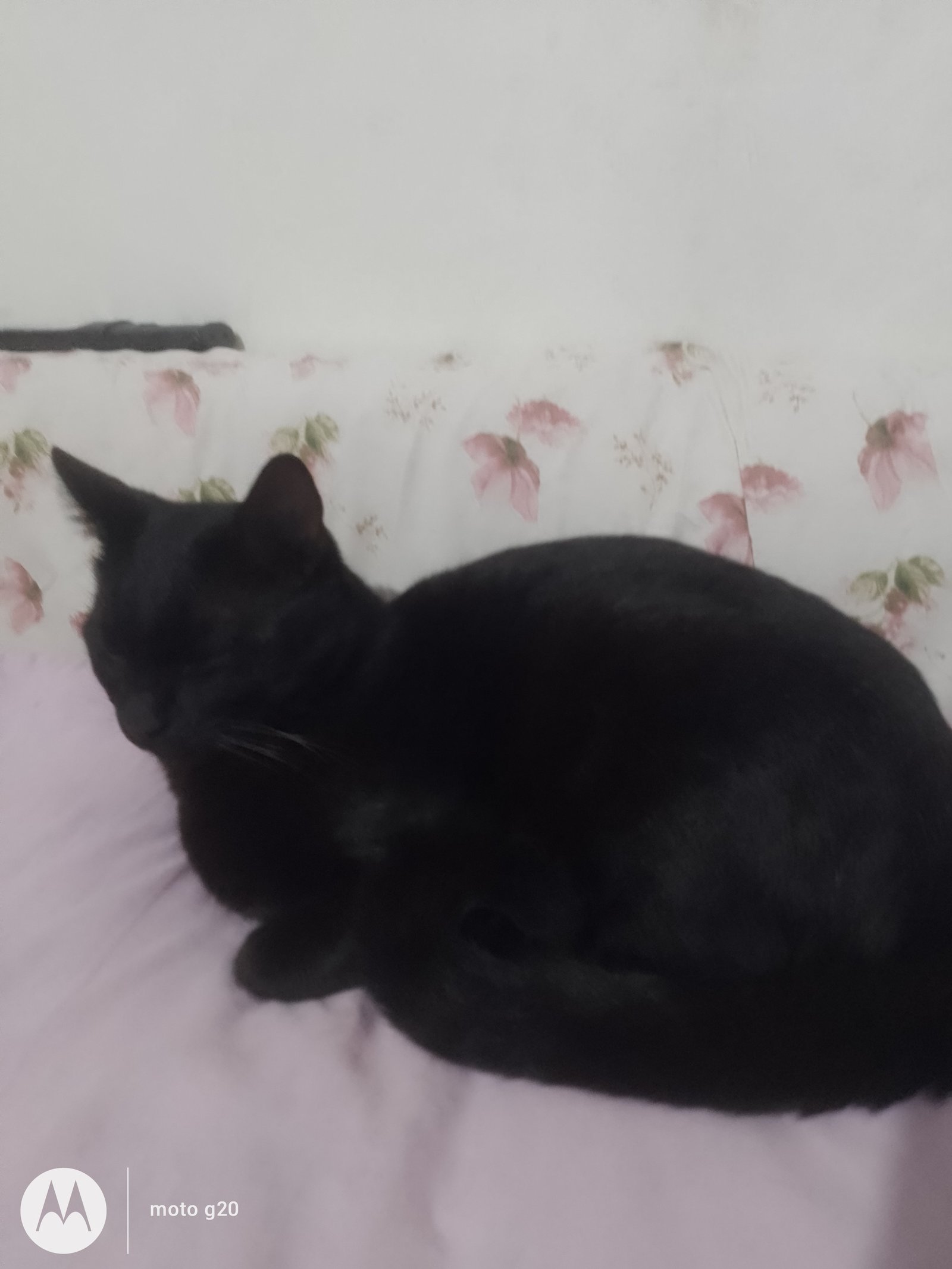 Portal Adocão Gato adulto macho Colombo 