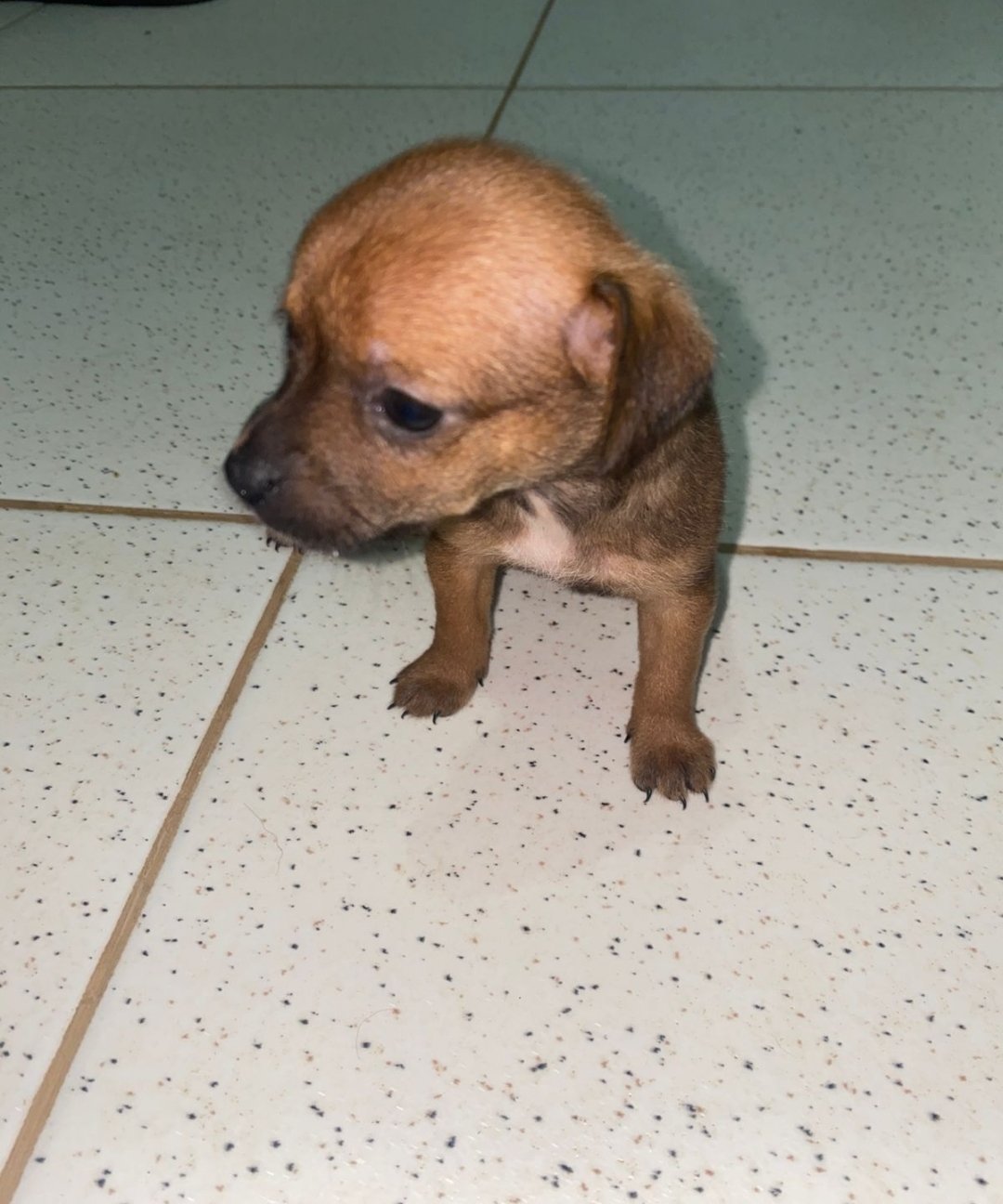 Portal Adocão Pinscher Governador Valadares