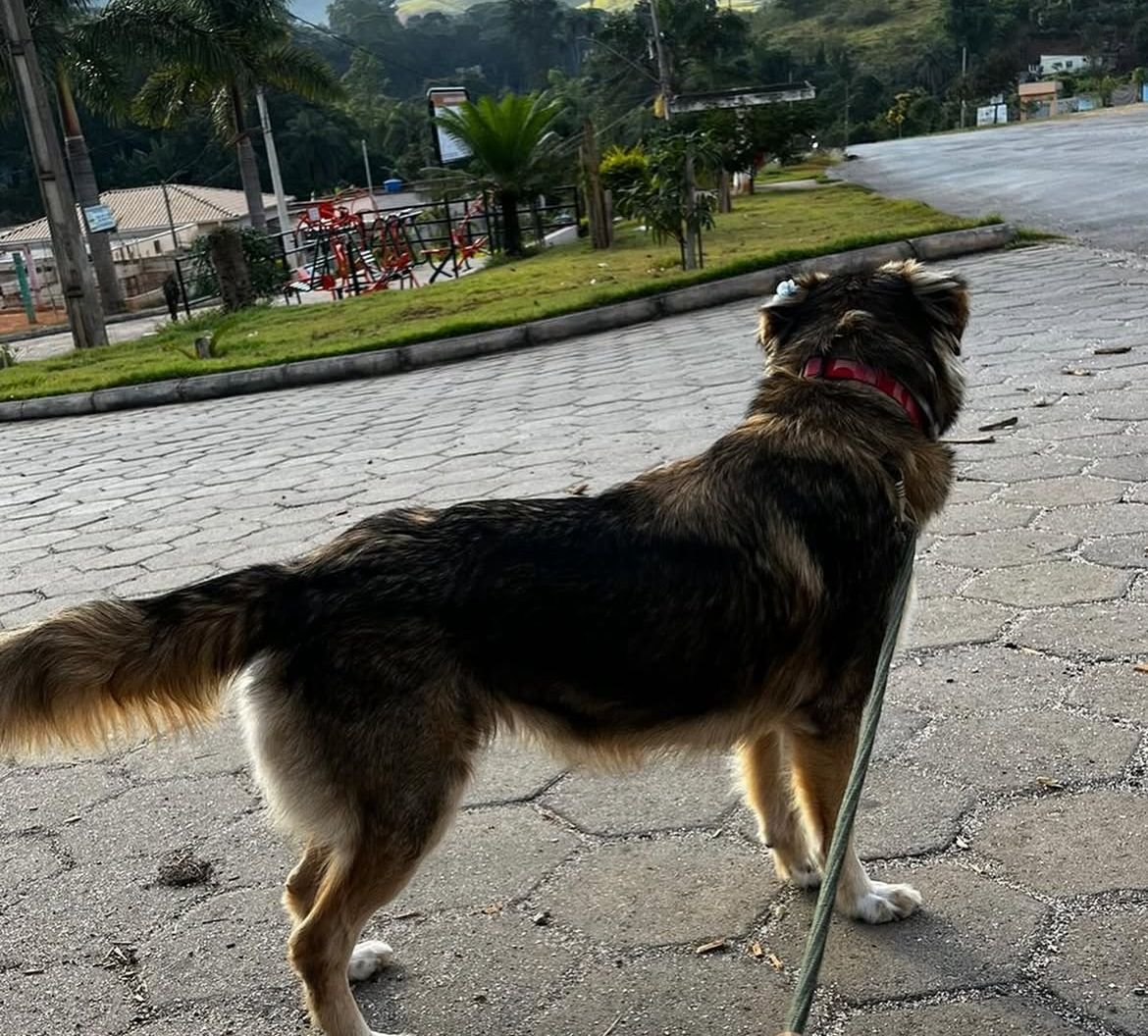 Portal Adocão Adoção cadela - Castrada VITÓRIA