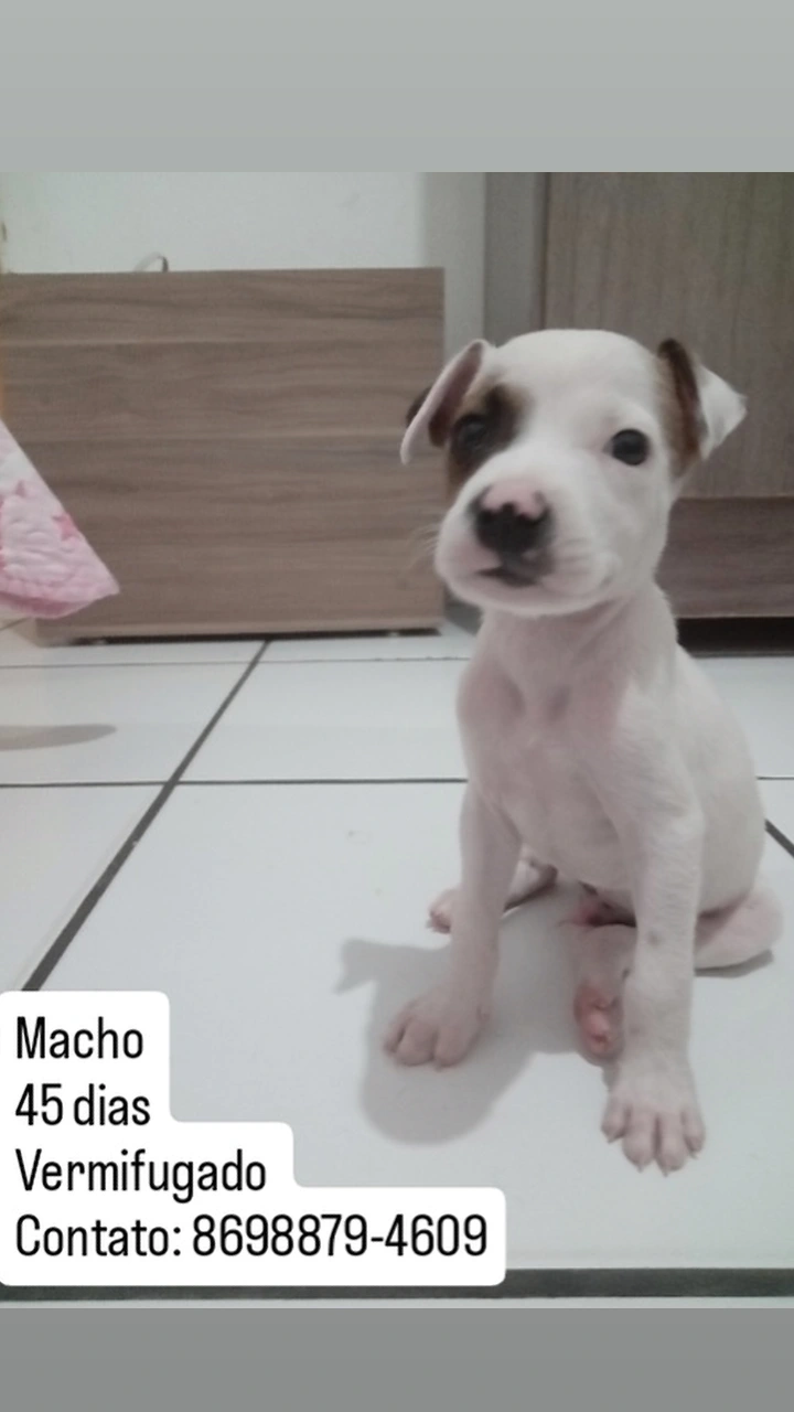 Portal Adocão Filhotes para Adoção  Teresina