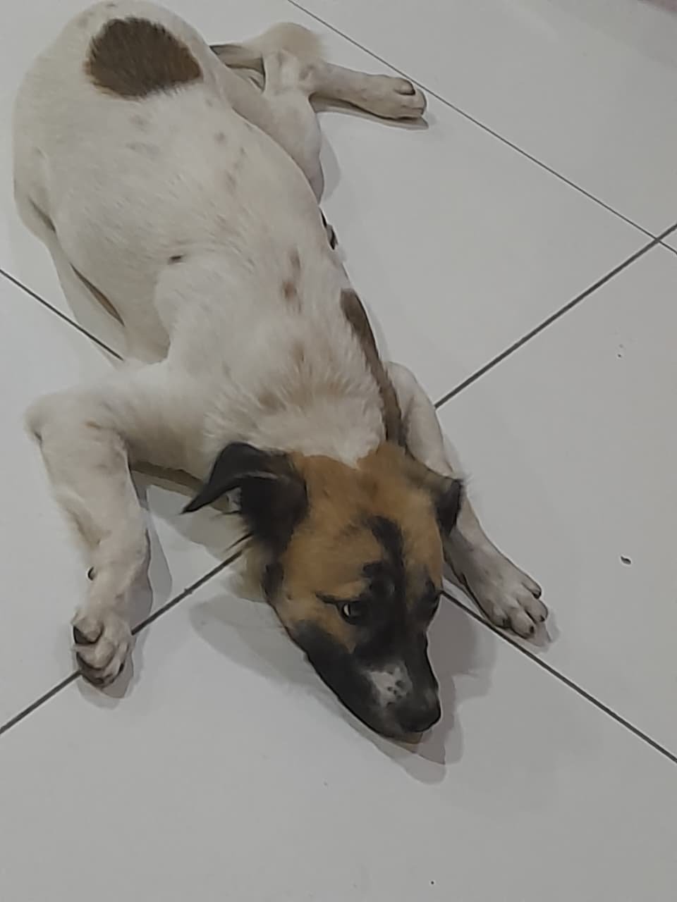 Portal Adocão Doação cachorro macho FORTALEZA