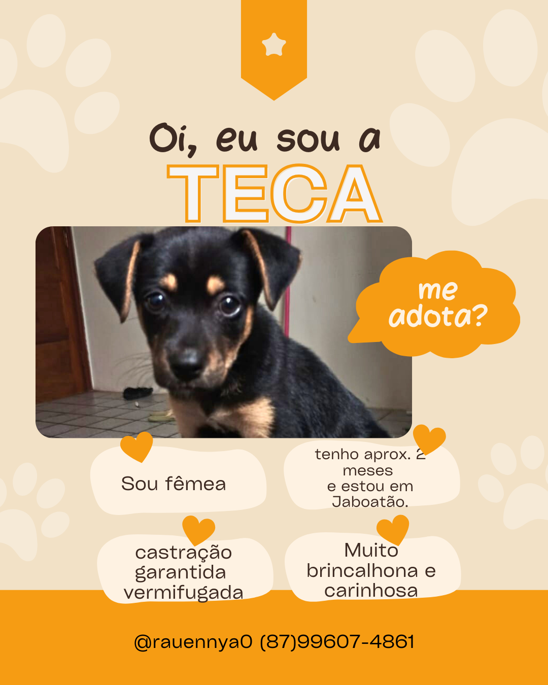 Portal Adocão adoção de cachorra  Jaboatão dos Guararapes 