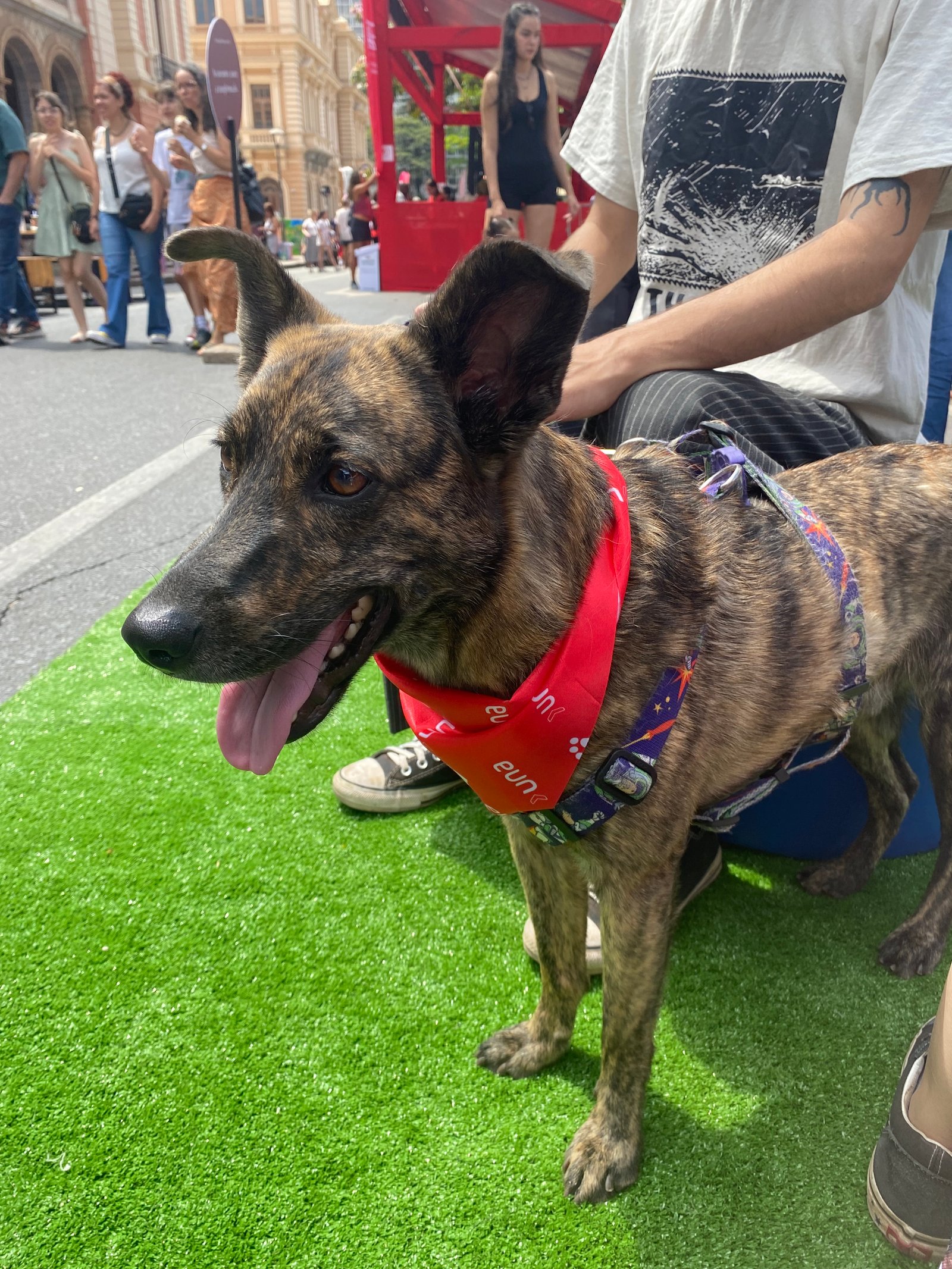 Portal Adocão Barney! Em busca de um lar.  Belo Horizonte