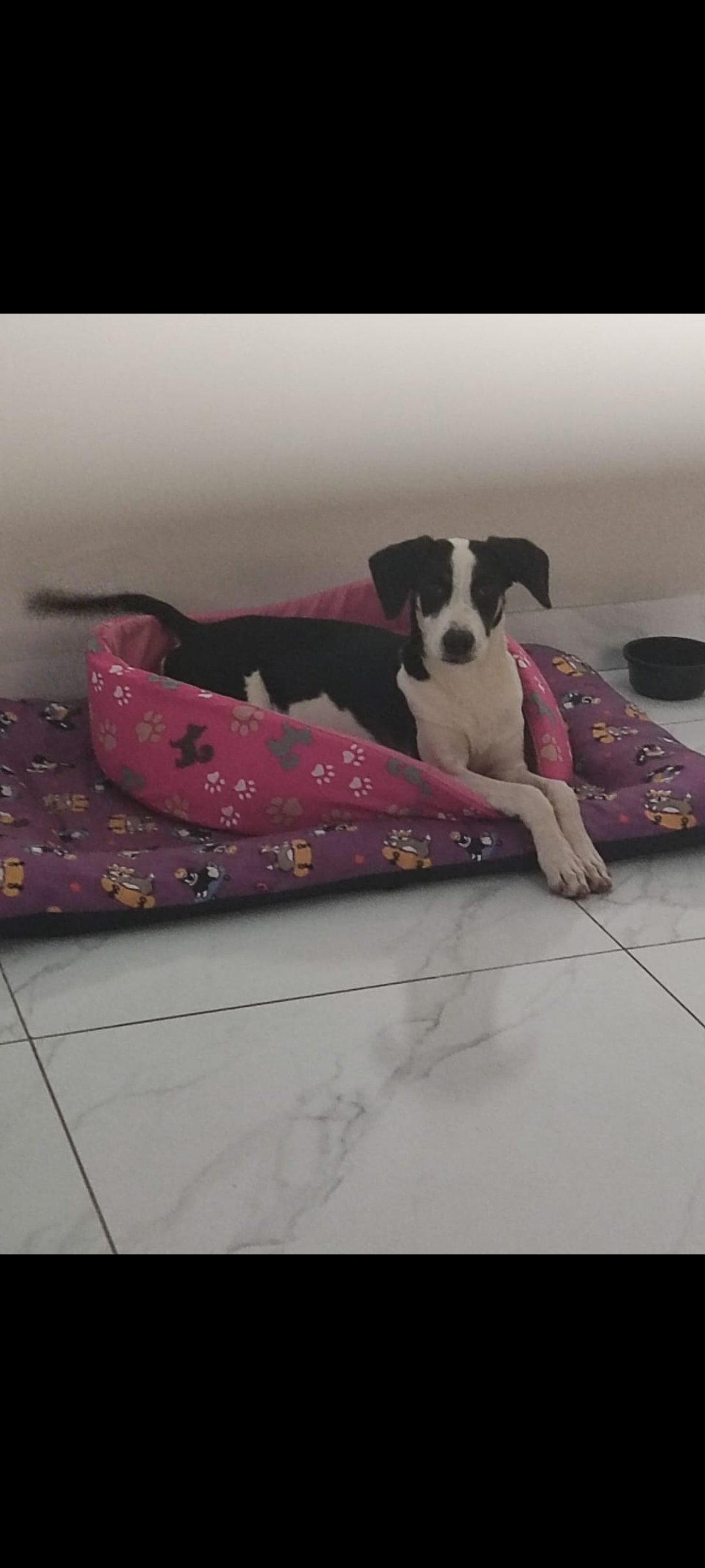 Portal Adocão Doação  Goiânia 