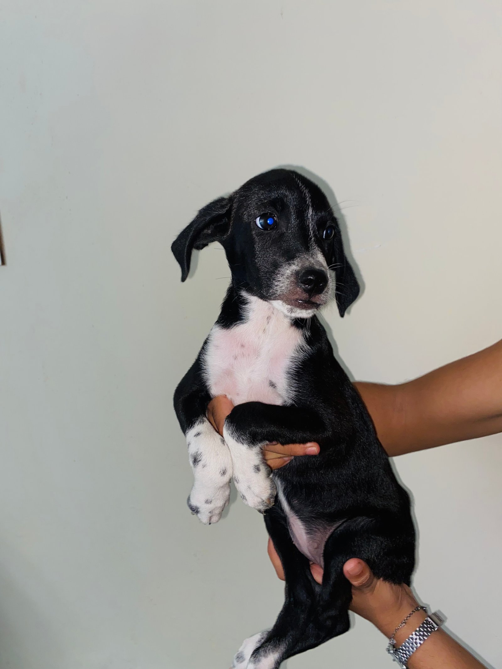 Portal Adocão Adoção de filhote de cachorro  Fortaleza