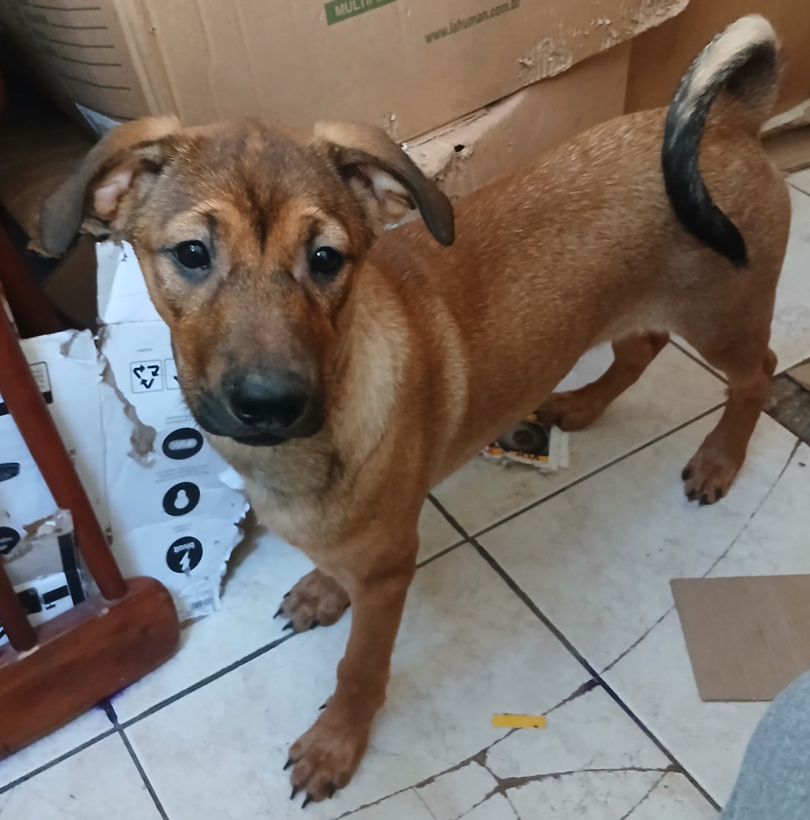 Portal Adocão Cães de raça filhotes  Manaus 