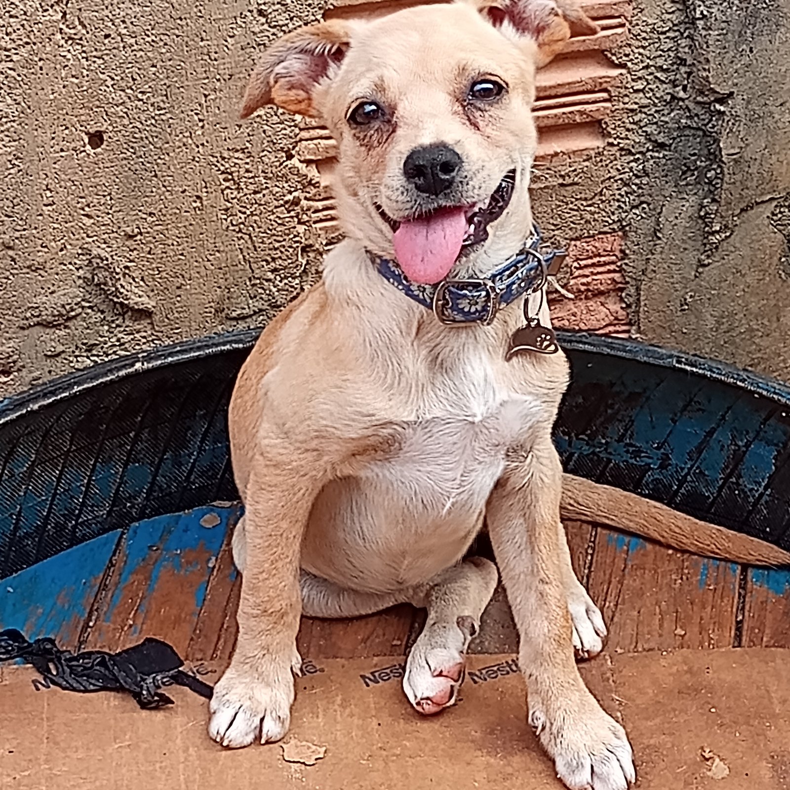 Portal Adocão Filhotes de cachorros pra adoção  Manaus