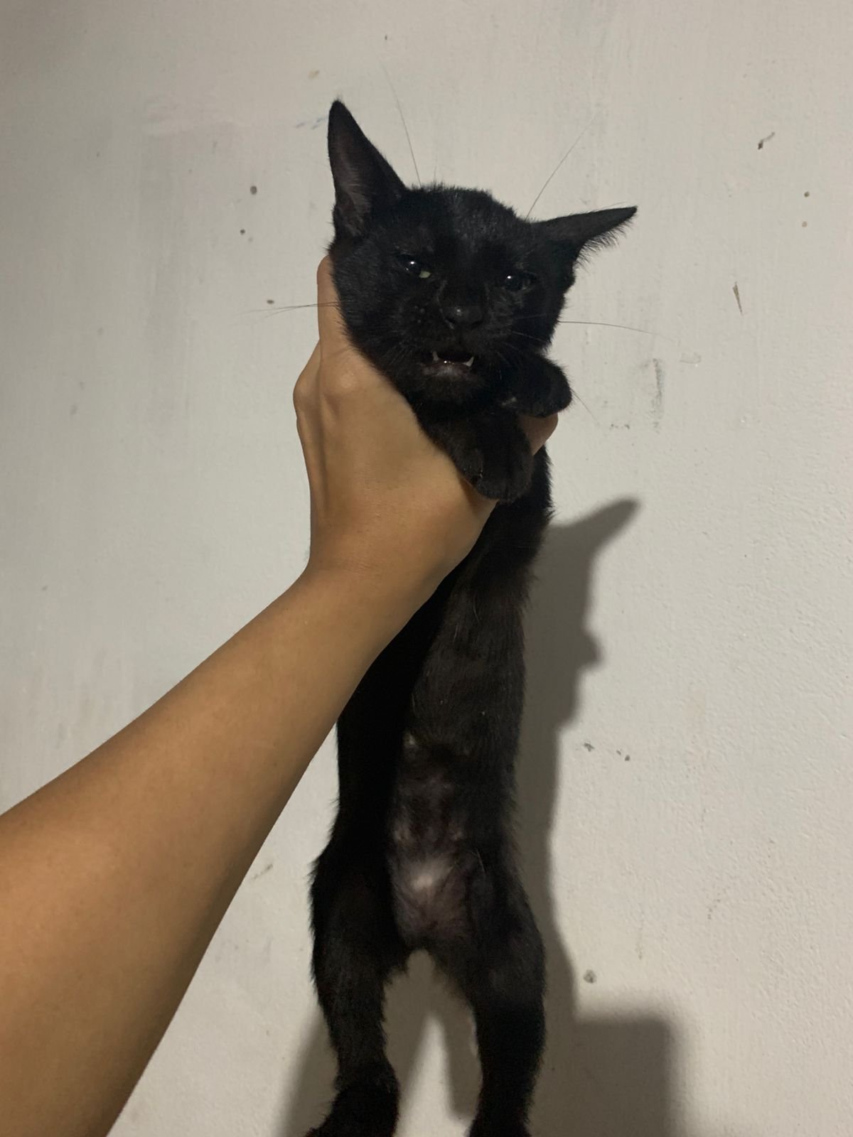 Portal Adocão Gatinha preta para adoção  SALVADOR