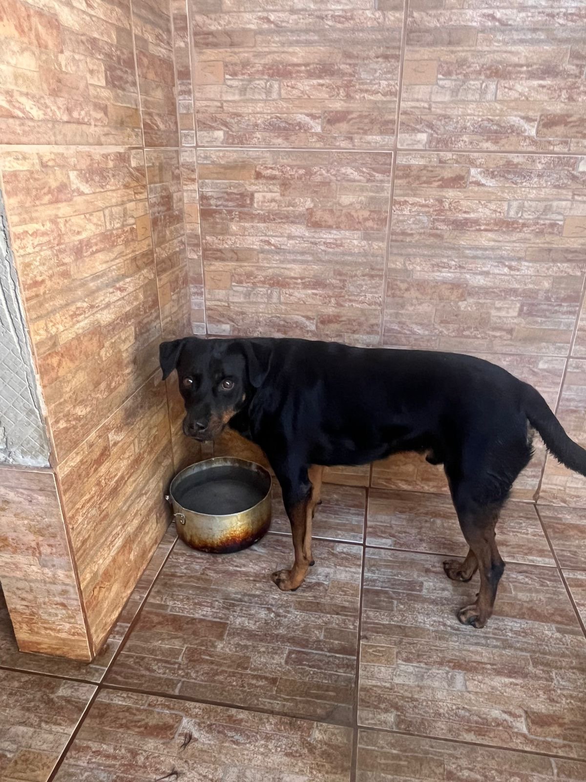 Portal Adocão Cachorros castrados para adoção  Betim