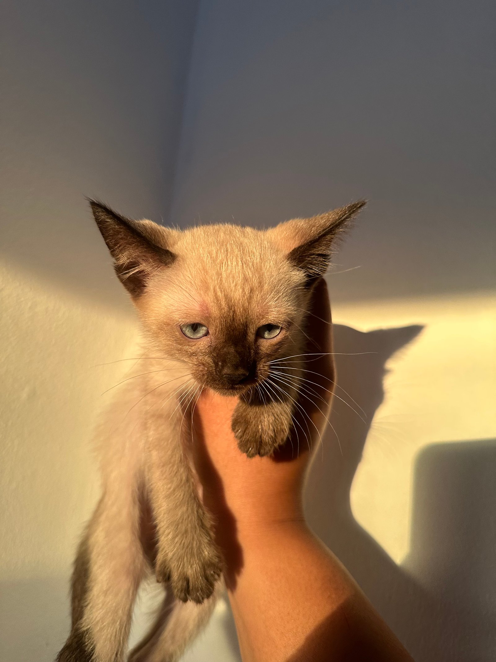 Portal Adocão Gatinhos para adoção responsável  São Paulo 