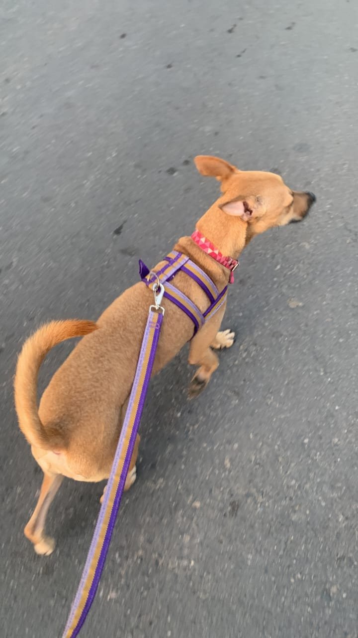 Portal Adocão Cachorrinha castrada para adoção responsável  Recife