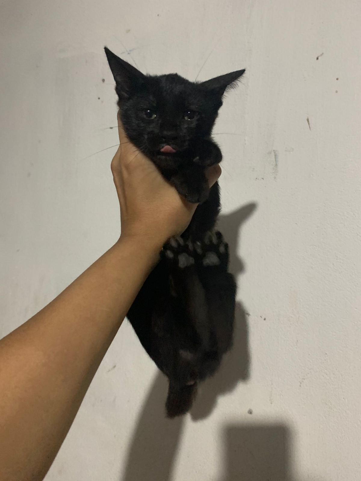 Portal Adocão Gatinha preta para adoção  SALVADOR